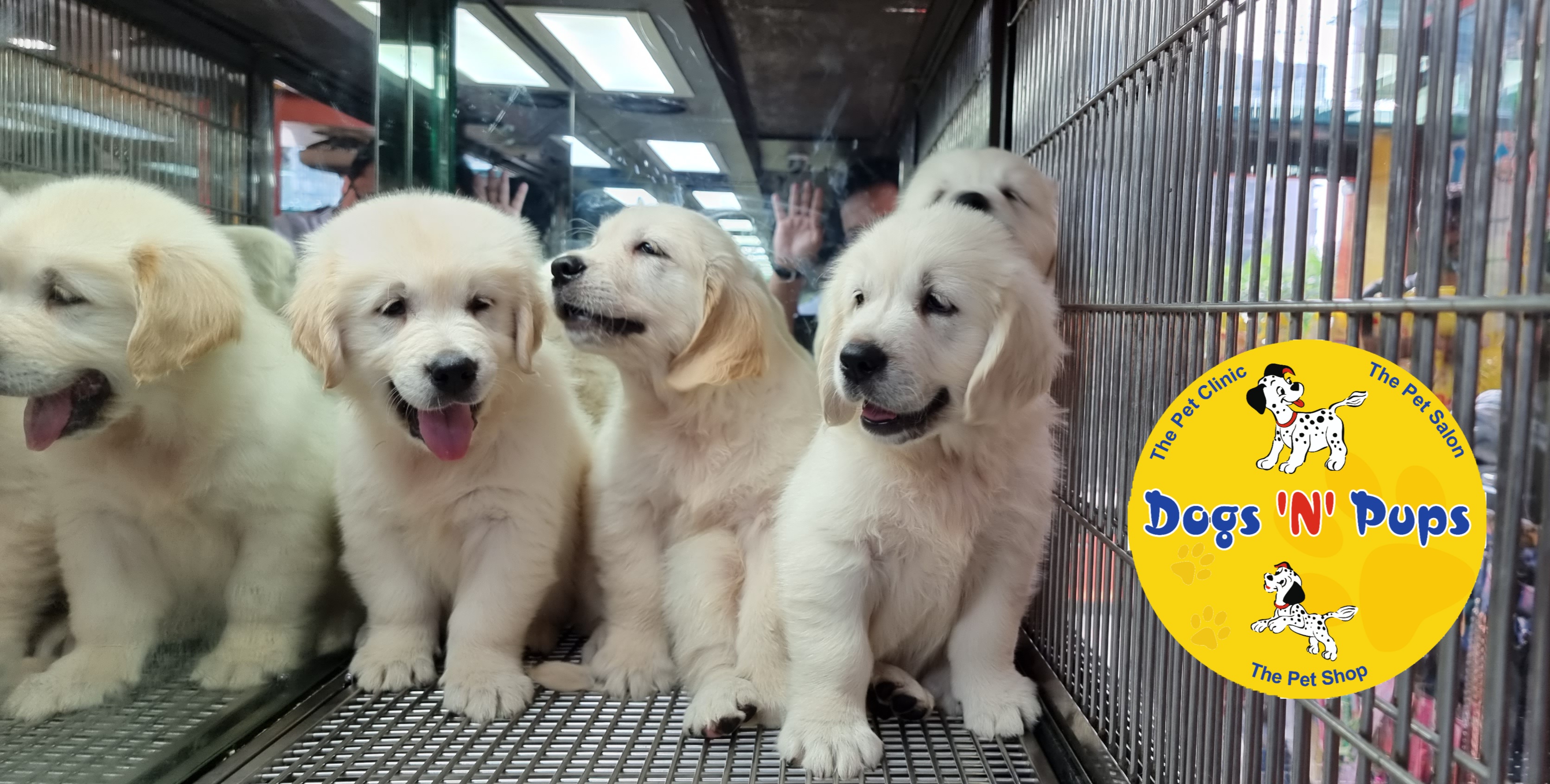 Golden retriever  image 7