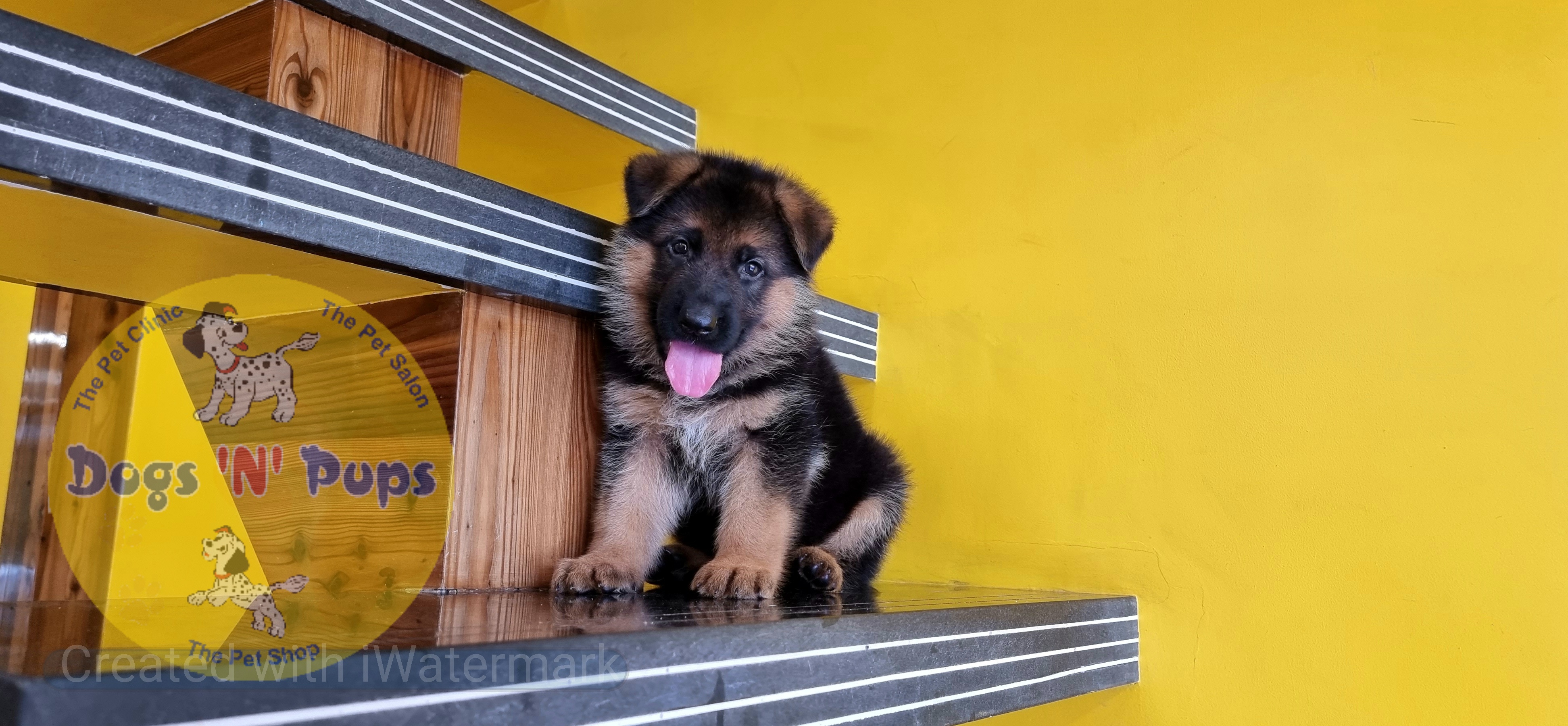 German shepherd  image 6