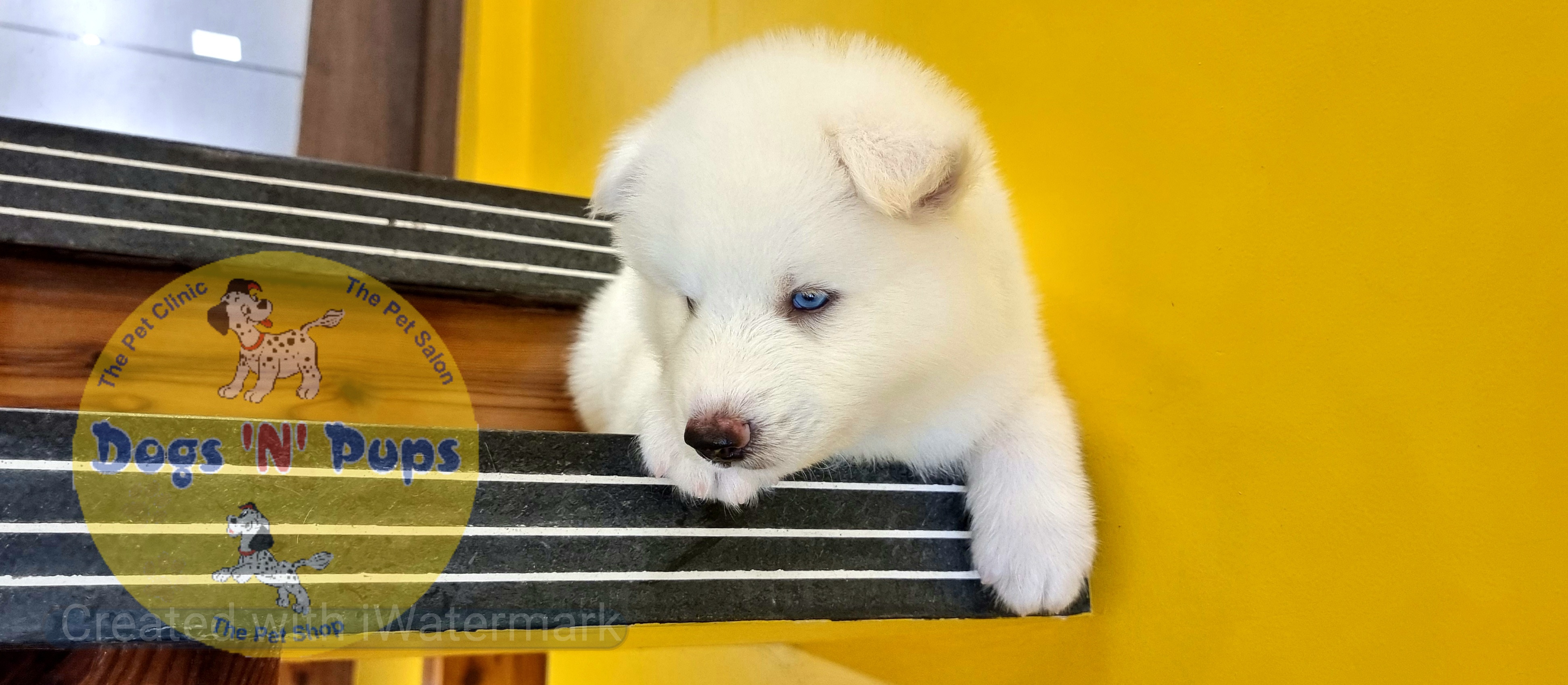 Siberian husky  image 8