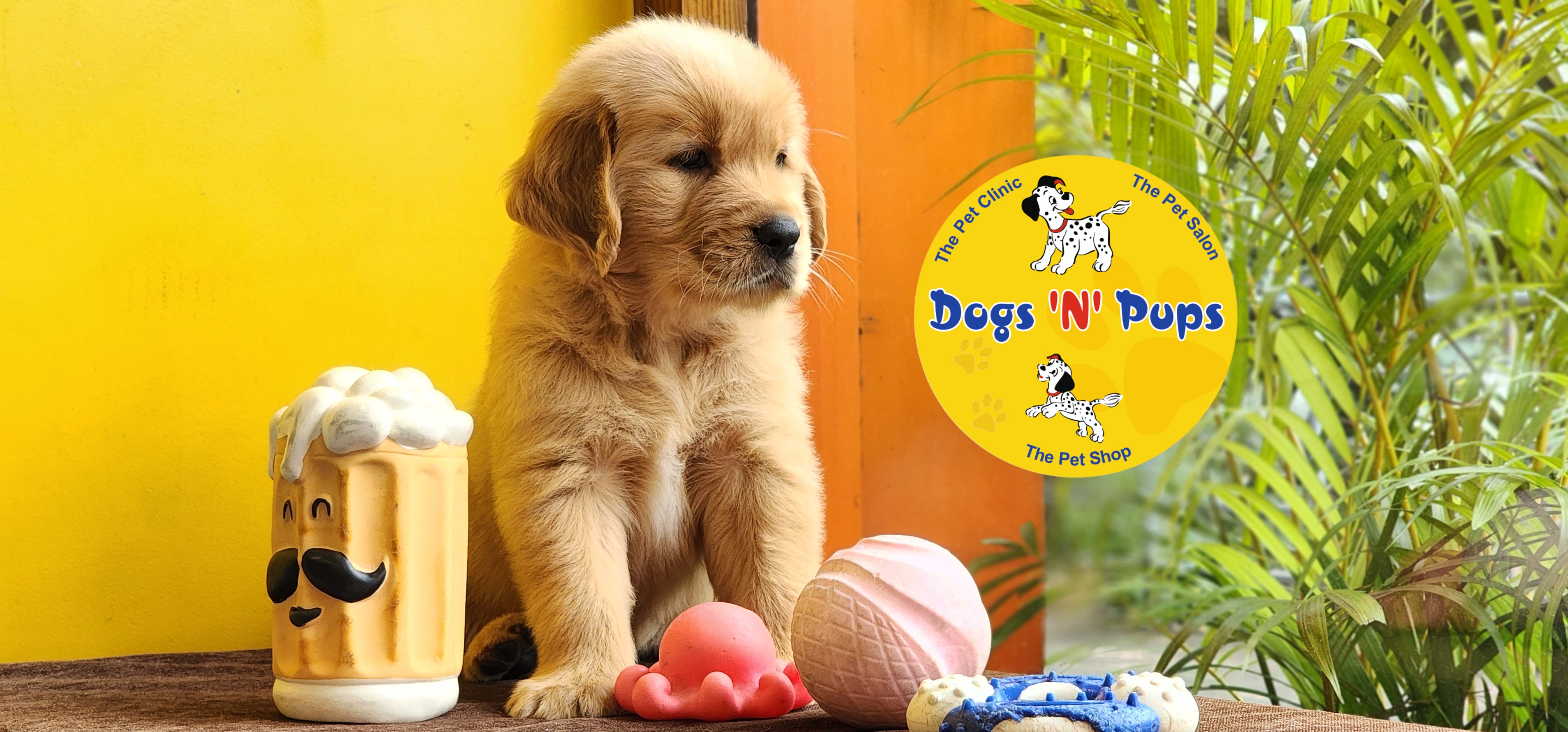 Golden retriever  image 6