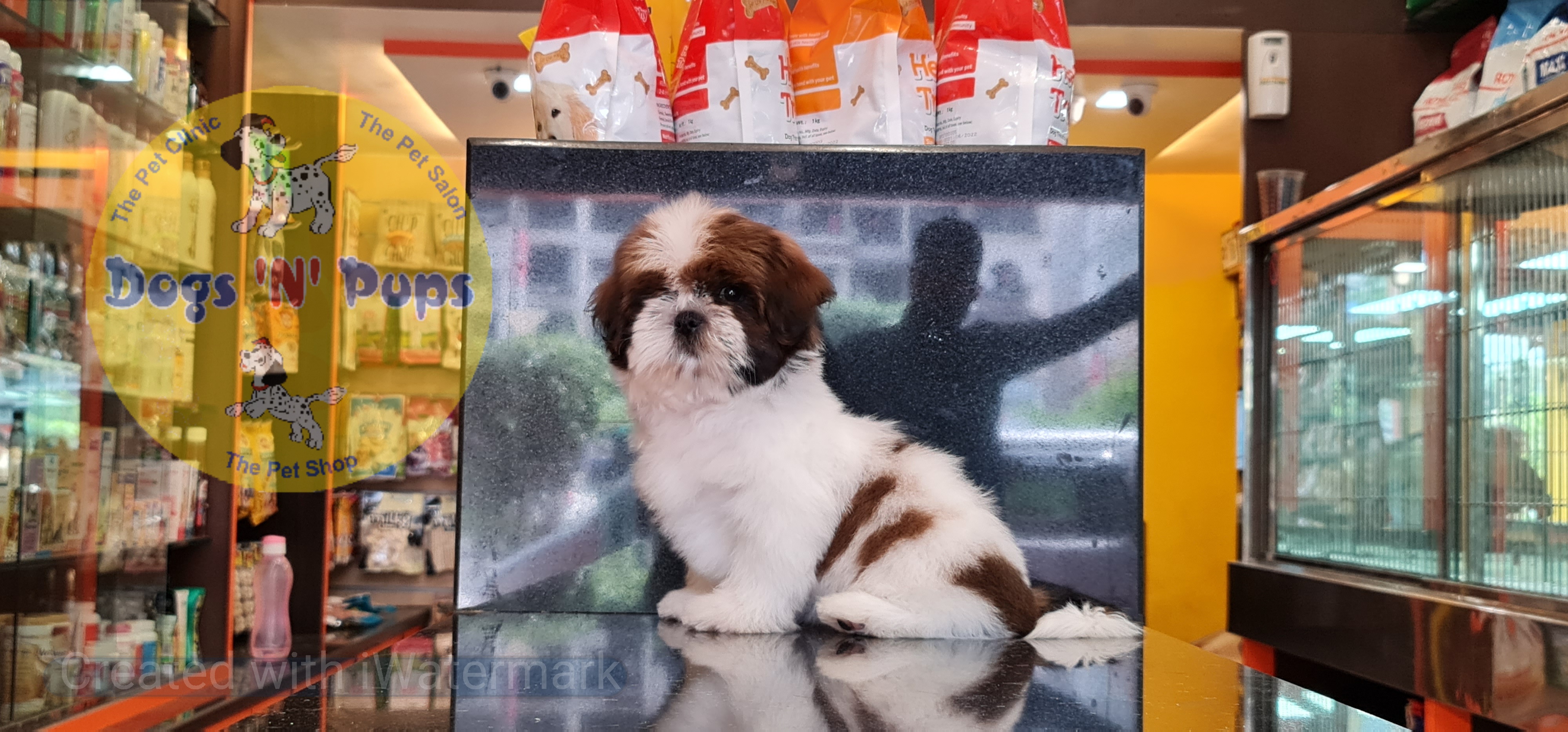 Shihtzu puppy image 4