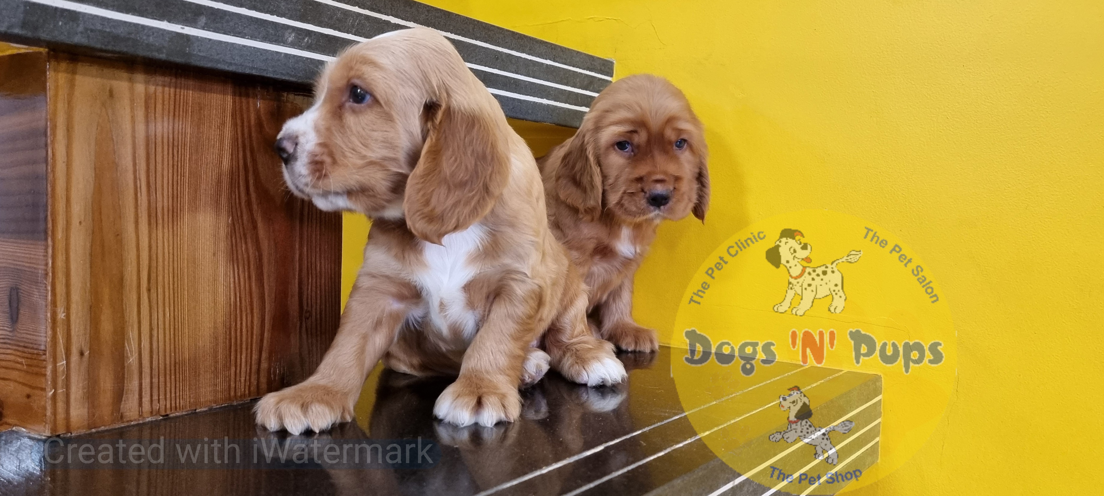 Cocker spaniel  image 11