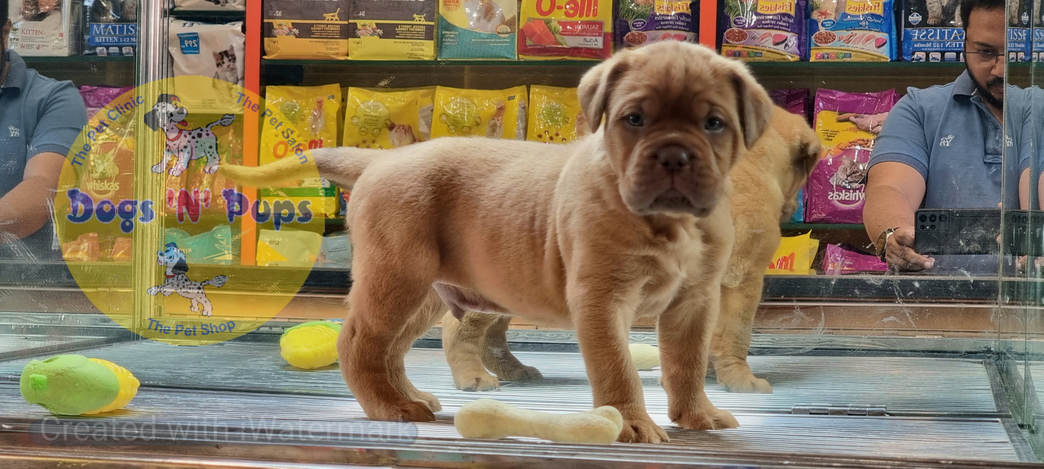 French mastiff  image 8