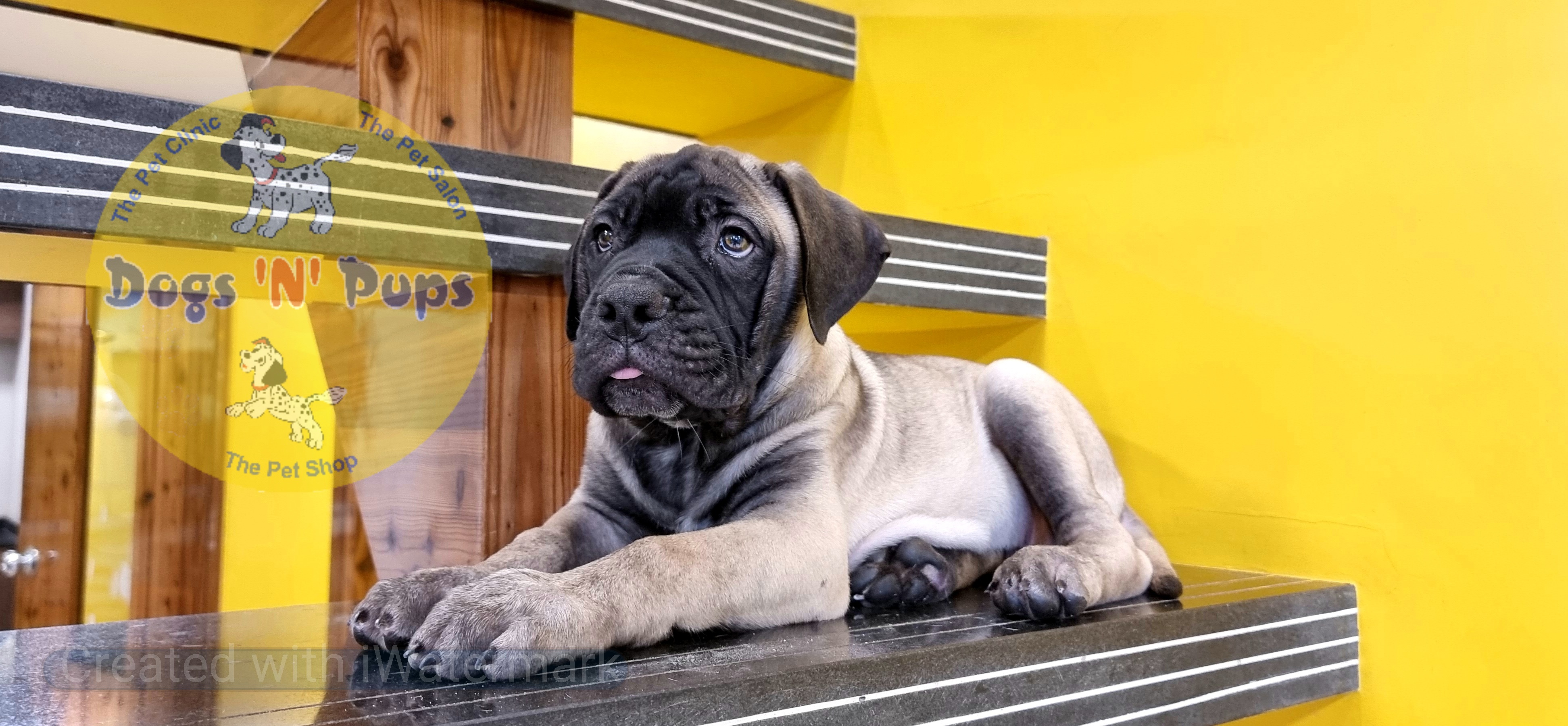 next dog posted image