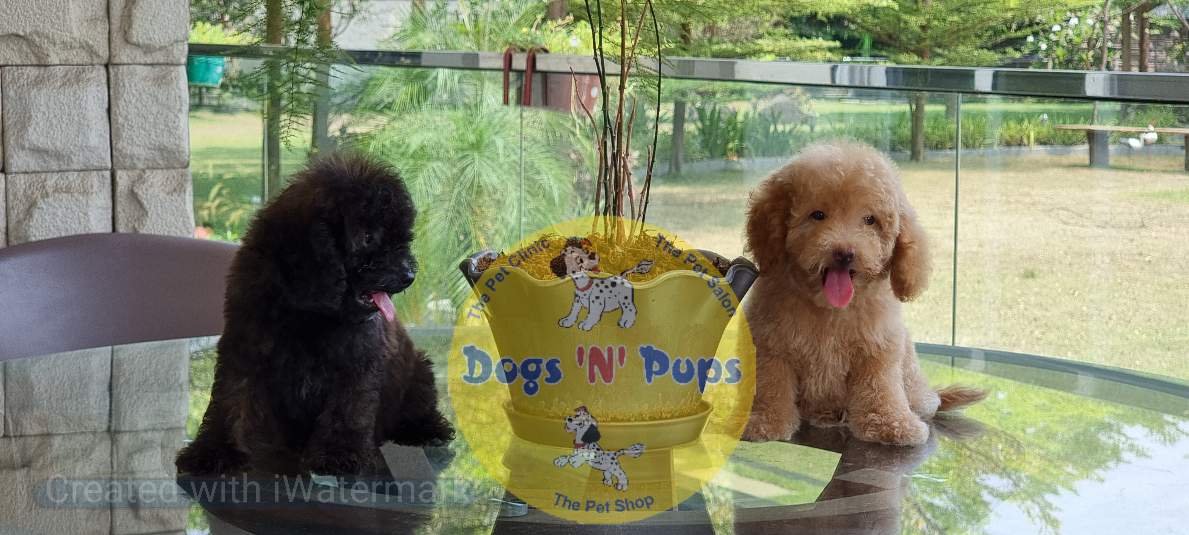 Toy poodle  image 6