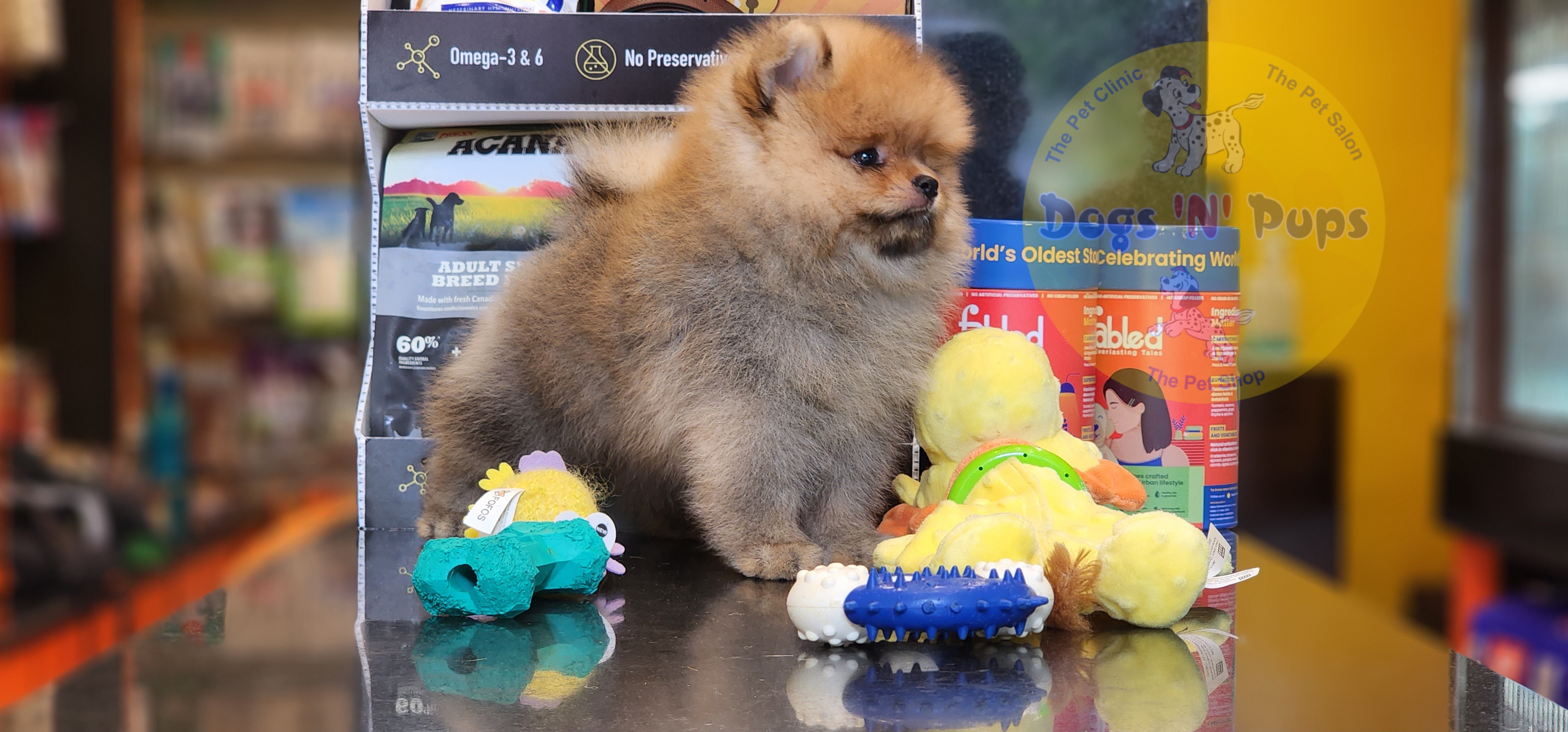 Toy pomeranian  image 6