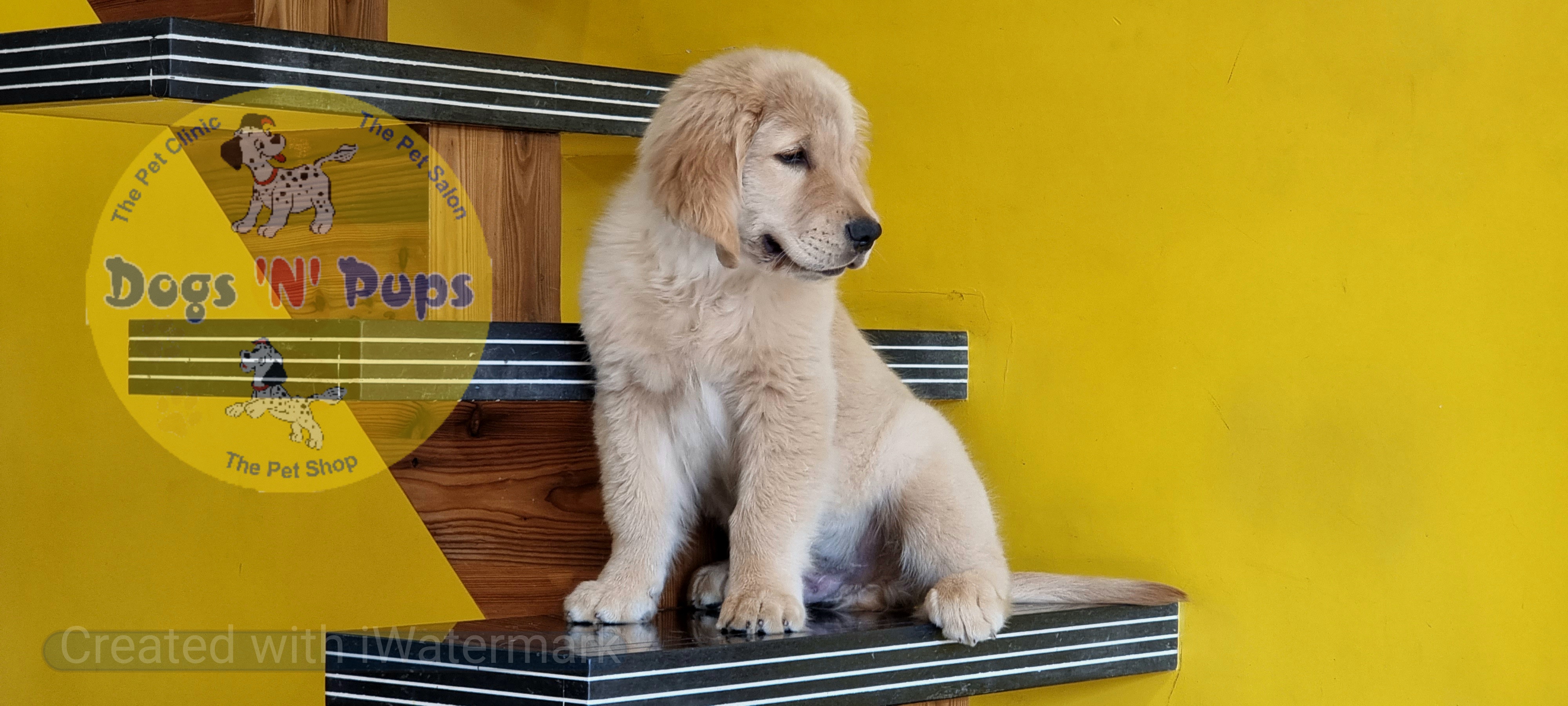 Golden retriever  image 3