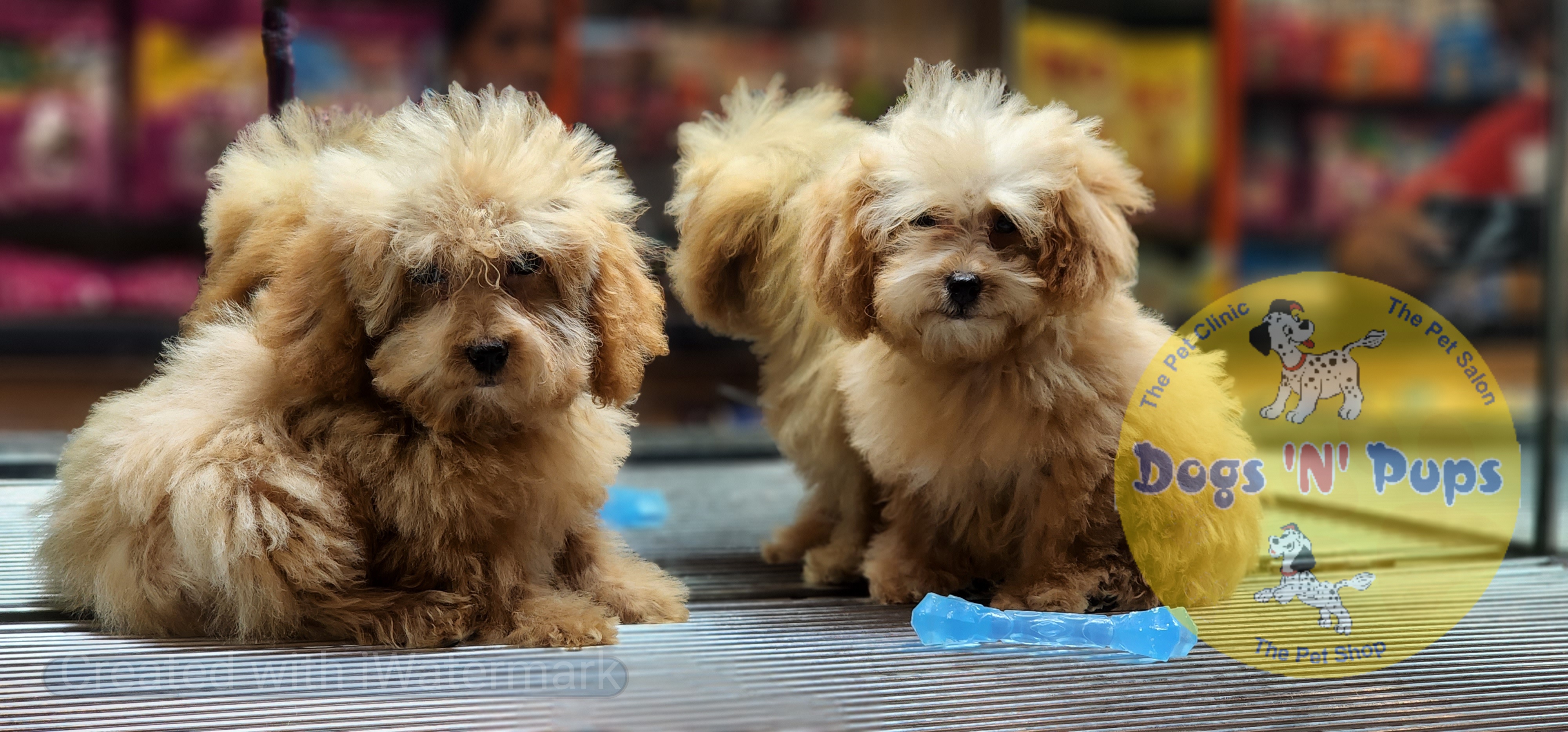 Poodle   Teacup image 5