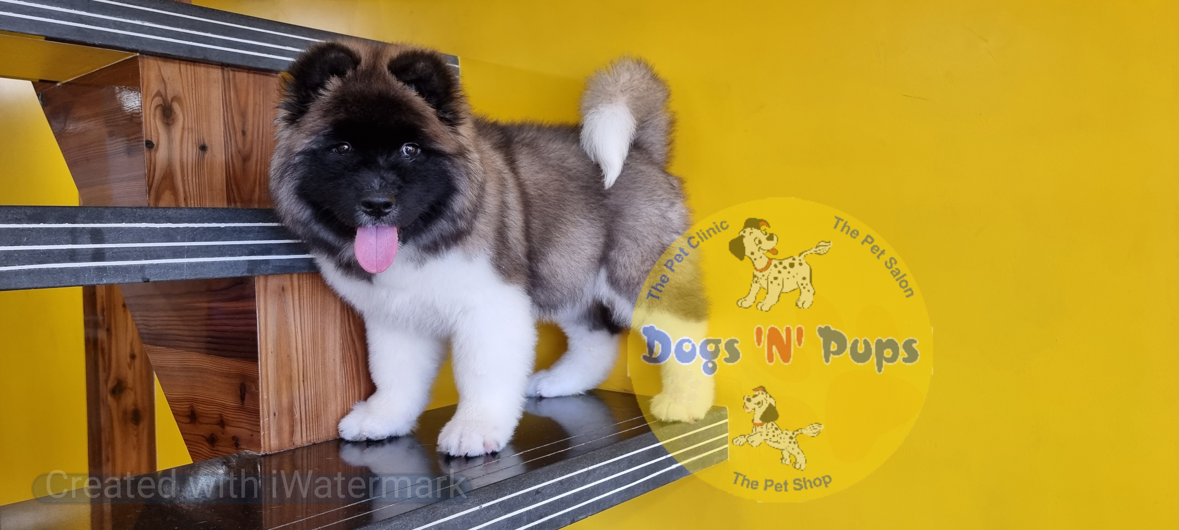 American Akita image 2