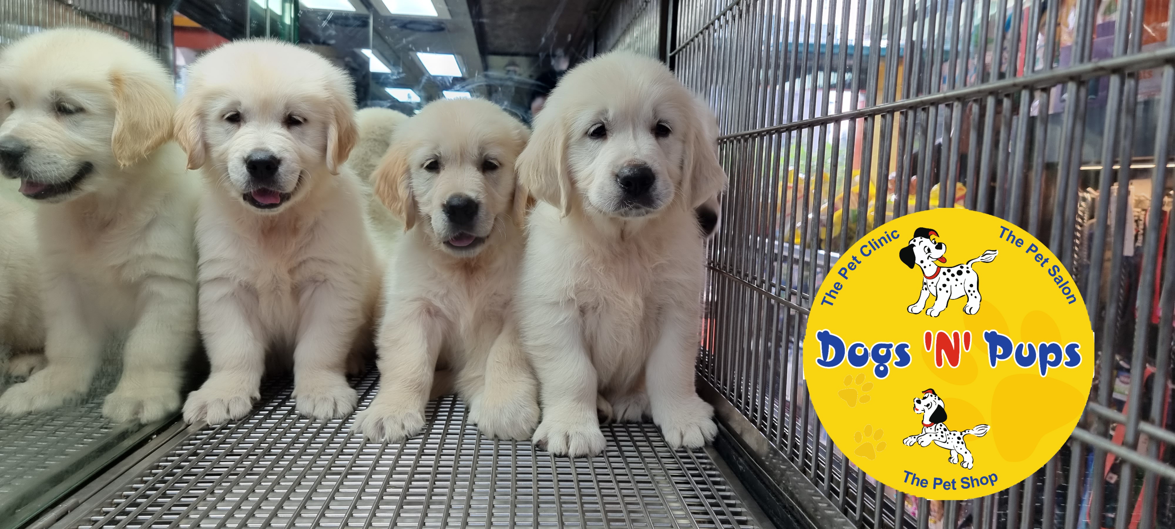 Golden retriever  image 8