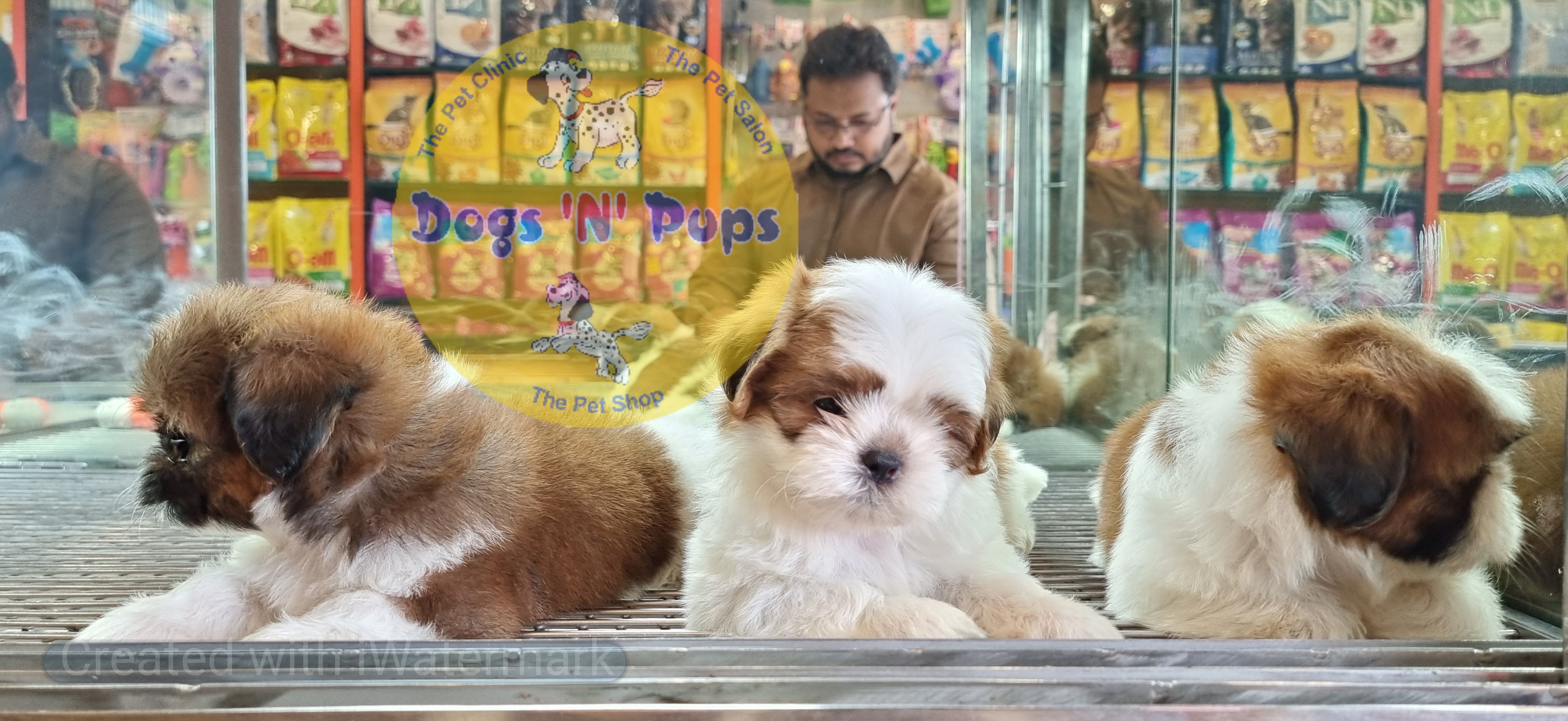 next dog posted image