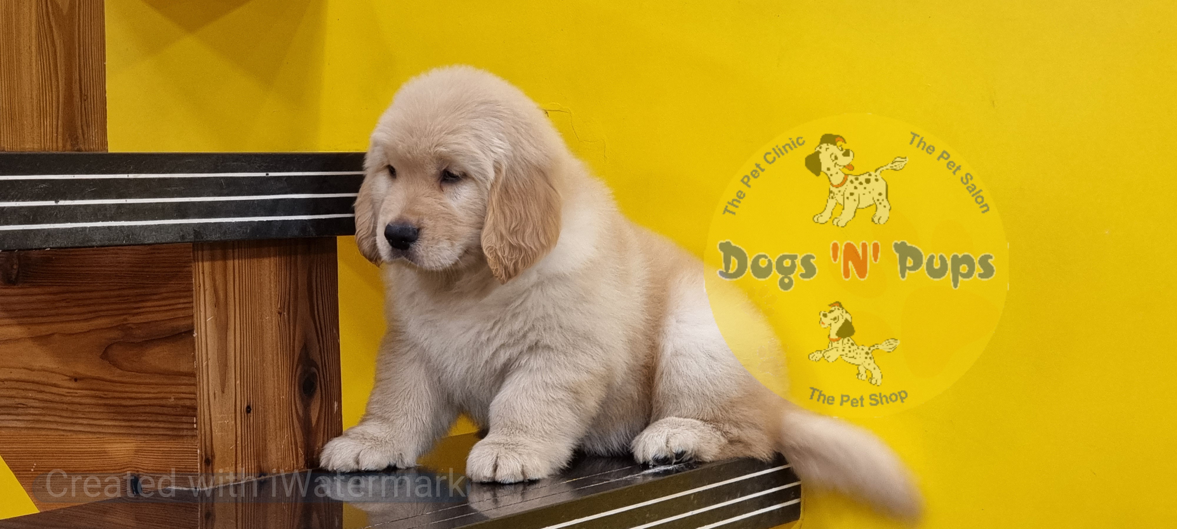 Golden retriever   image 4