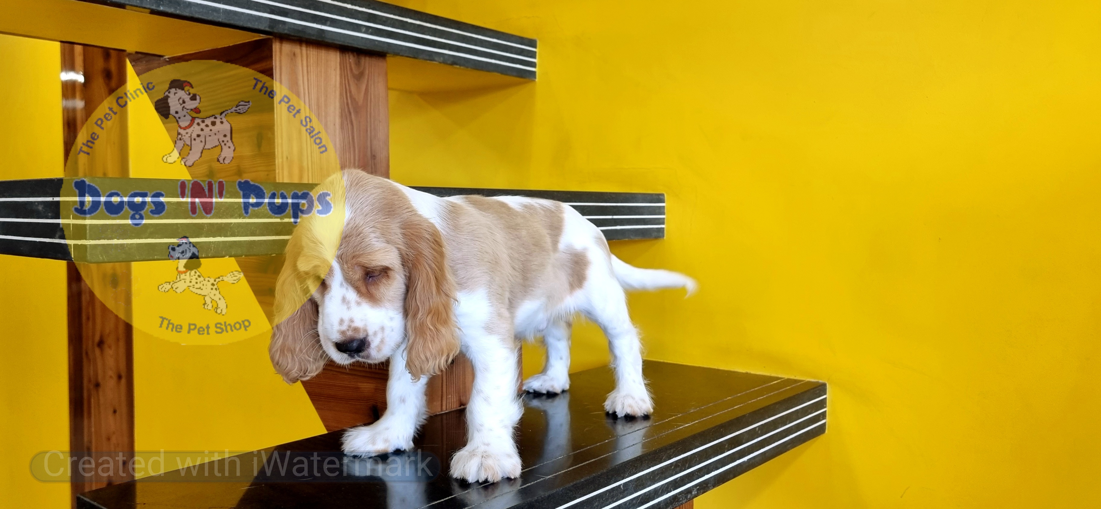 Cocker spaniel  image 5