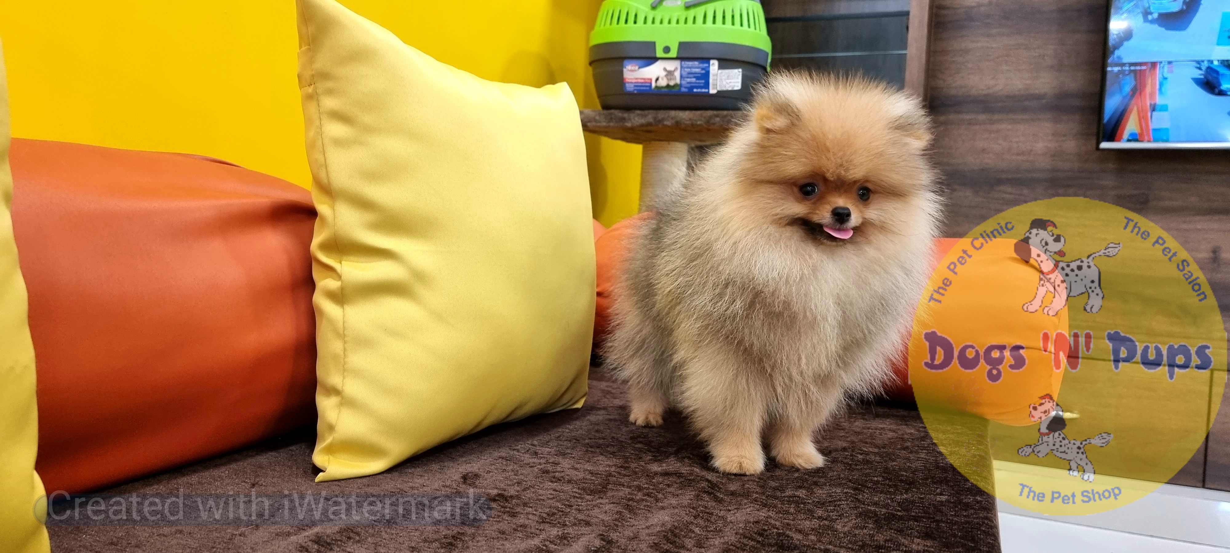 Toy pomeranian  image 10