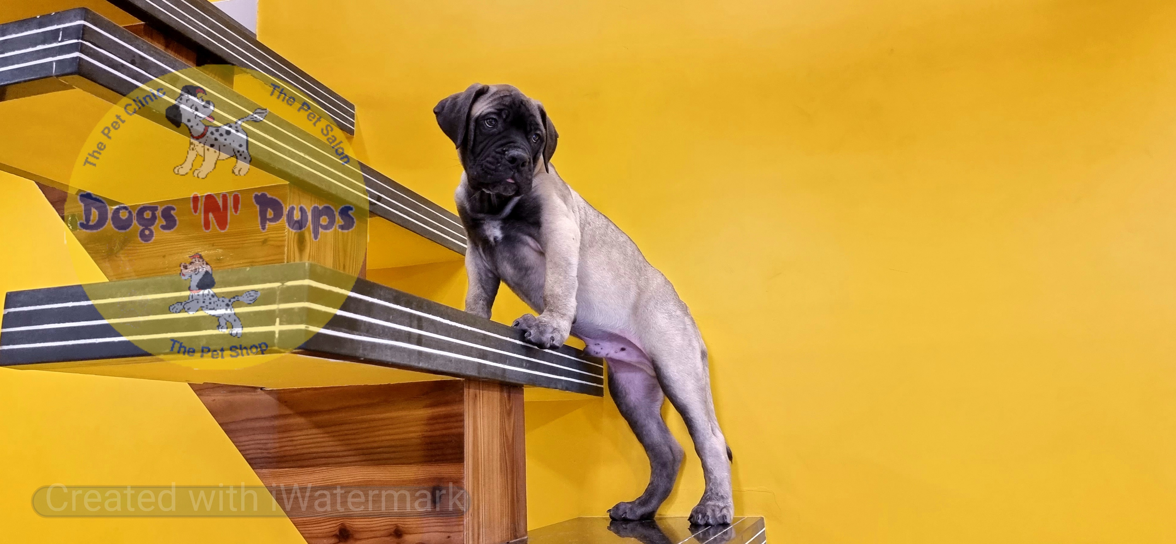 Bullmastiff  image 8