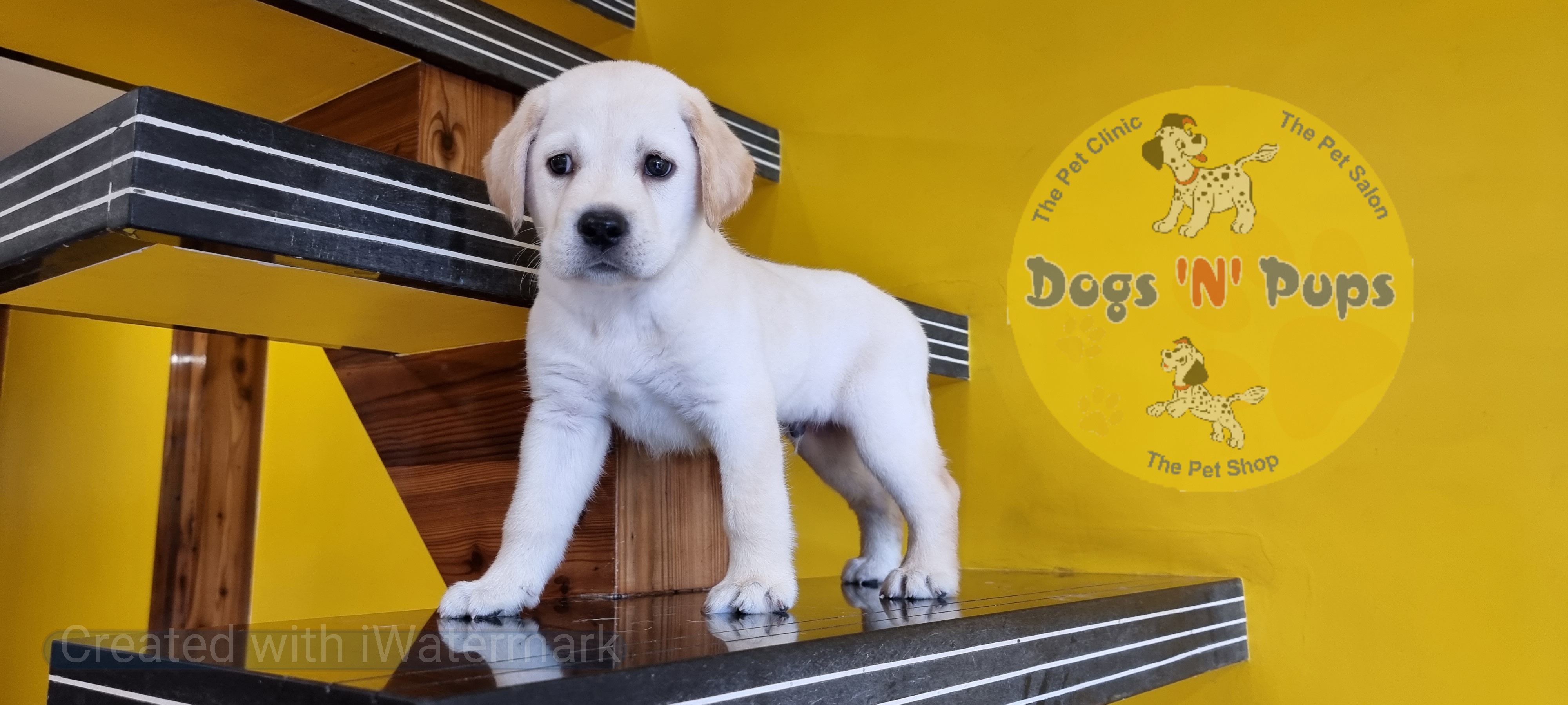 Labrador retriever  image 4