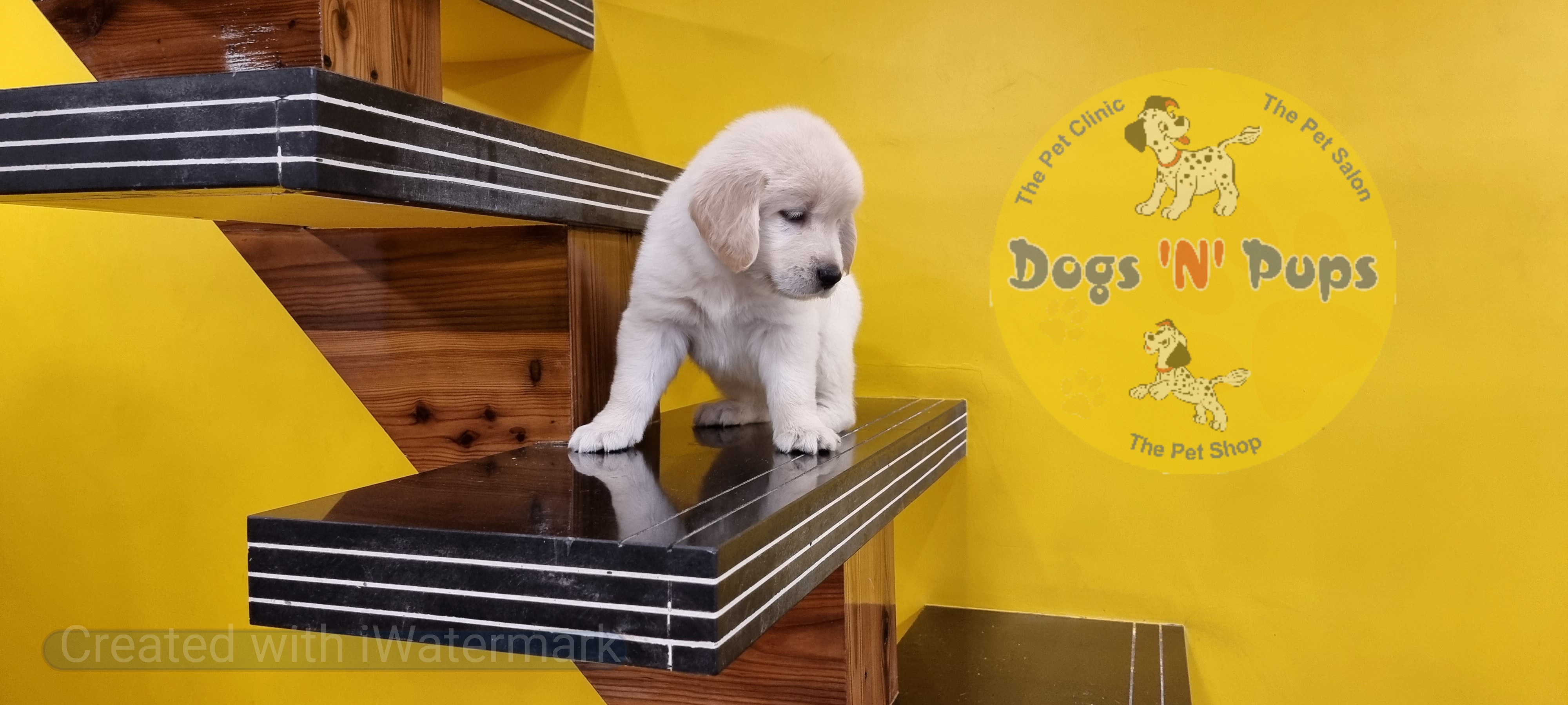 Golden retriever female puppy image 7