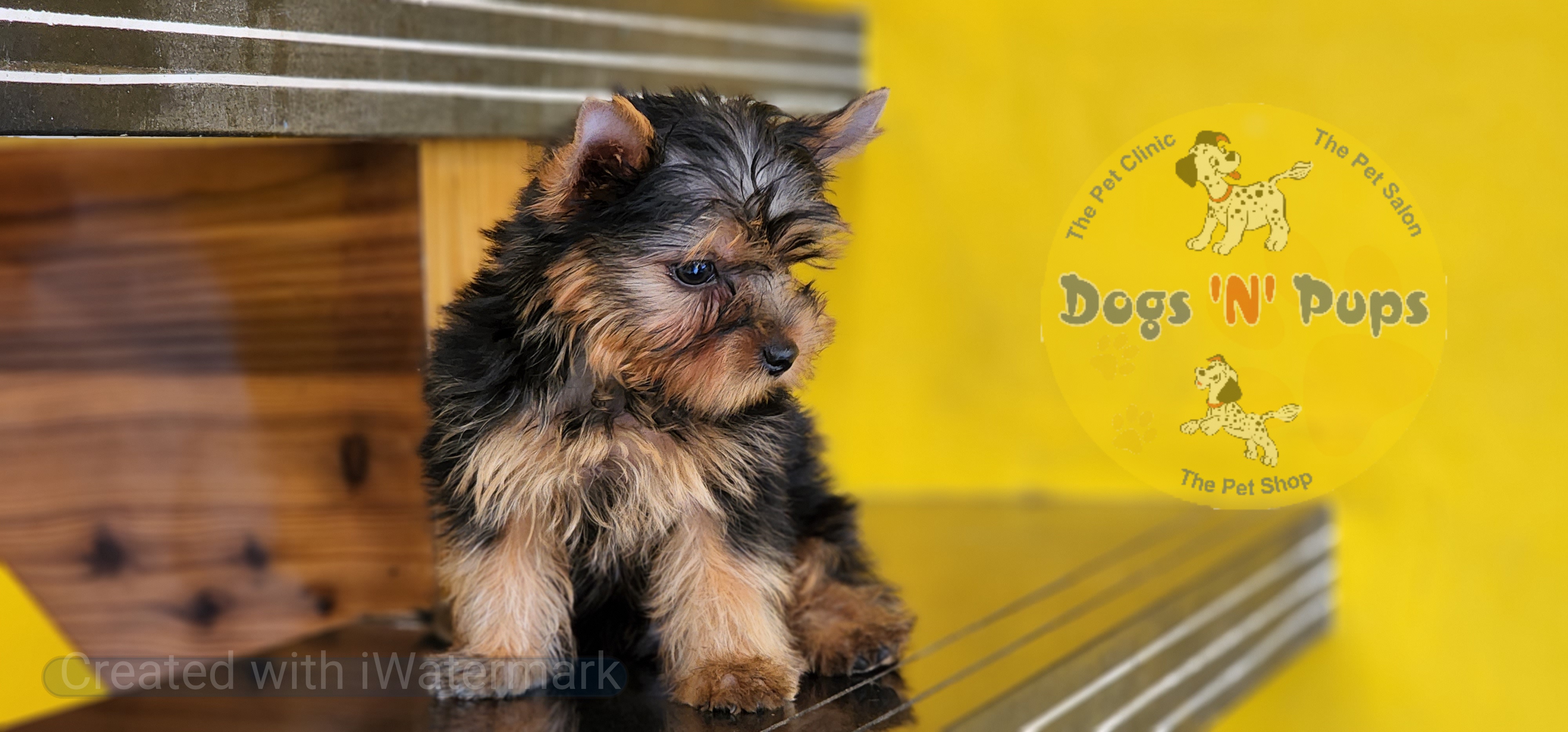 Yorkshire terrier  image 4