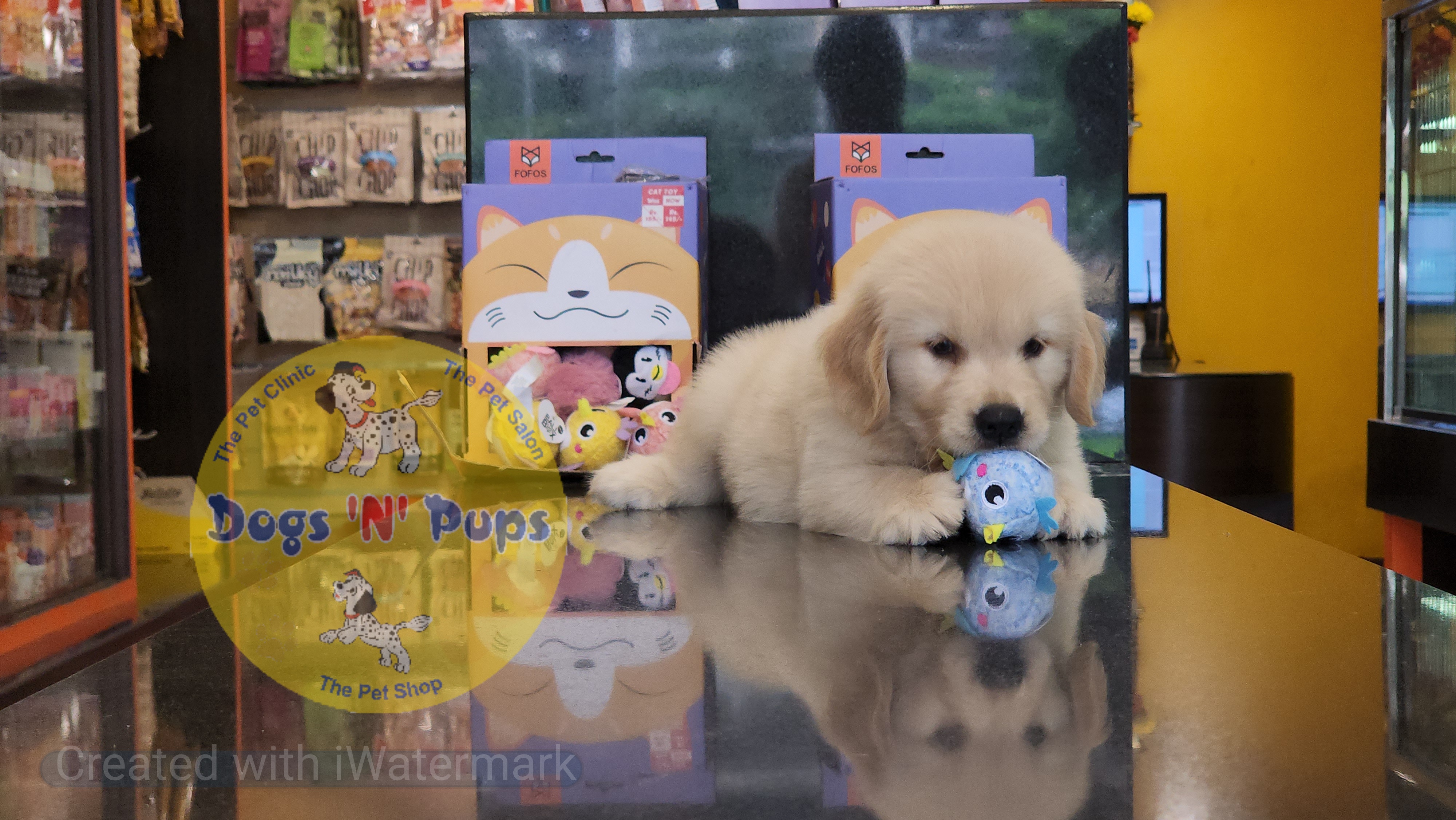 Golden retriever  image 2