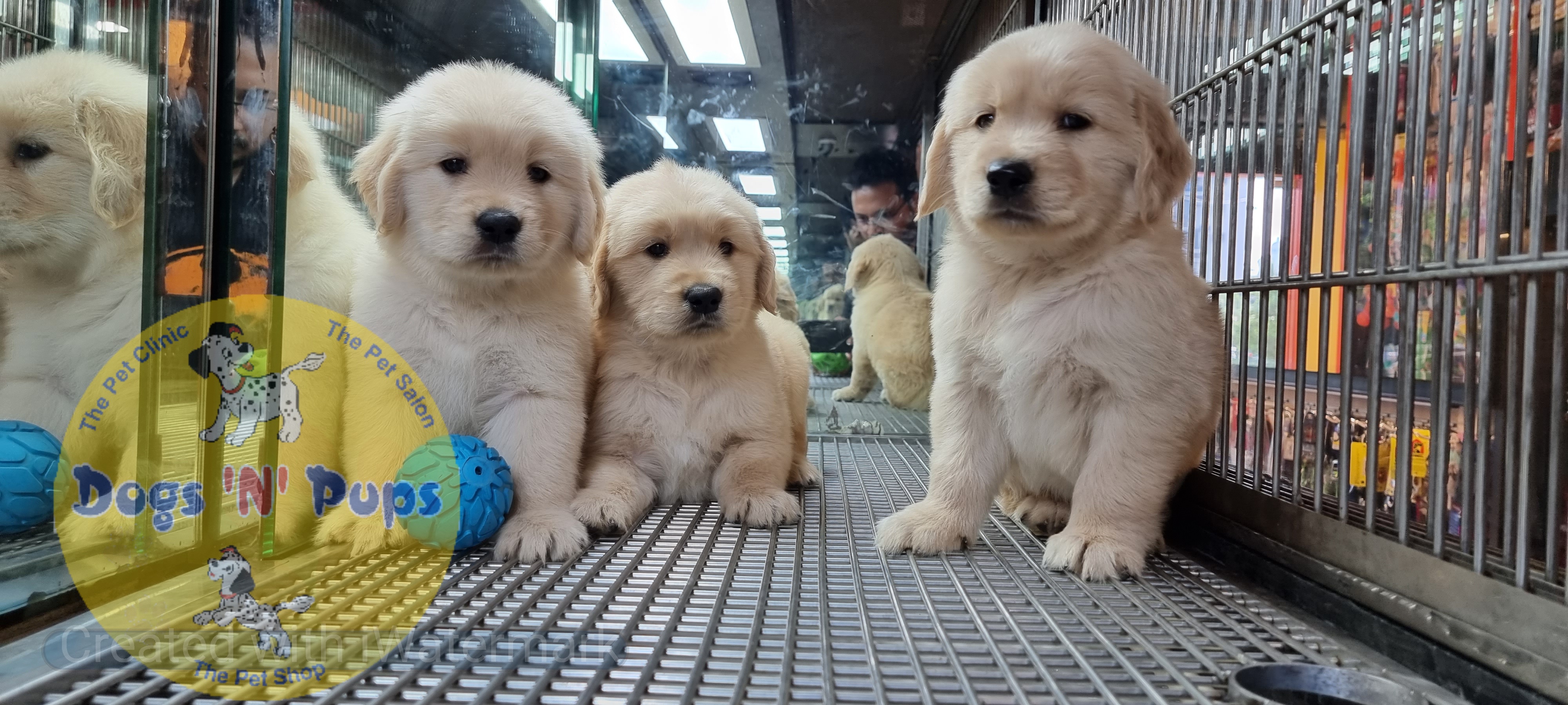 Golden retriever puppies  image 3