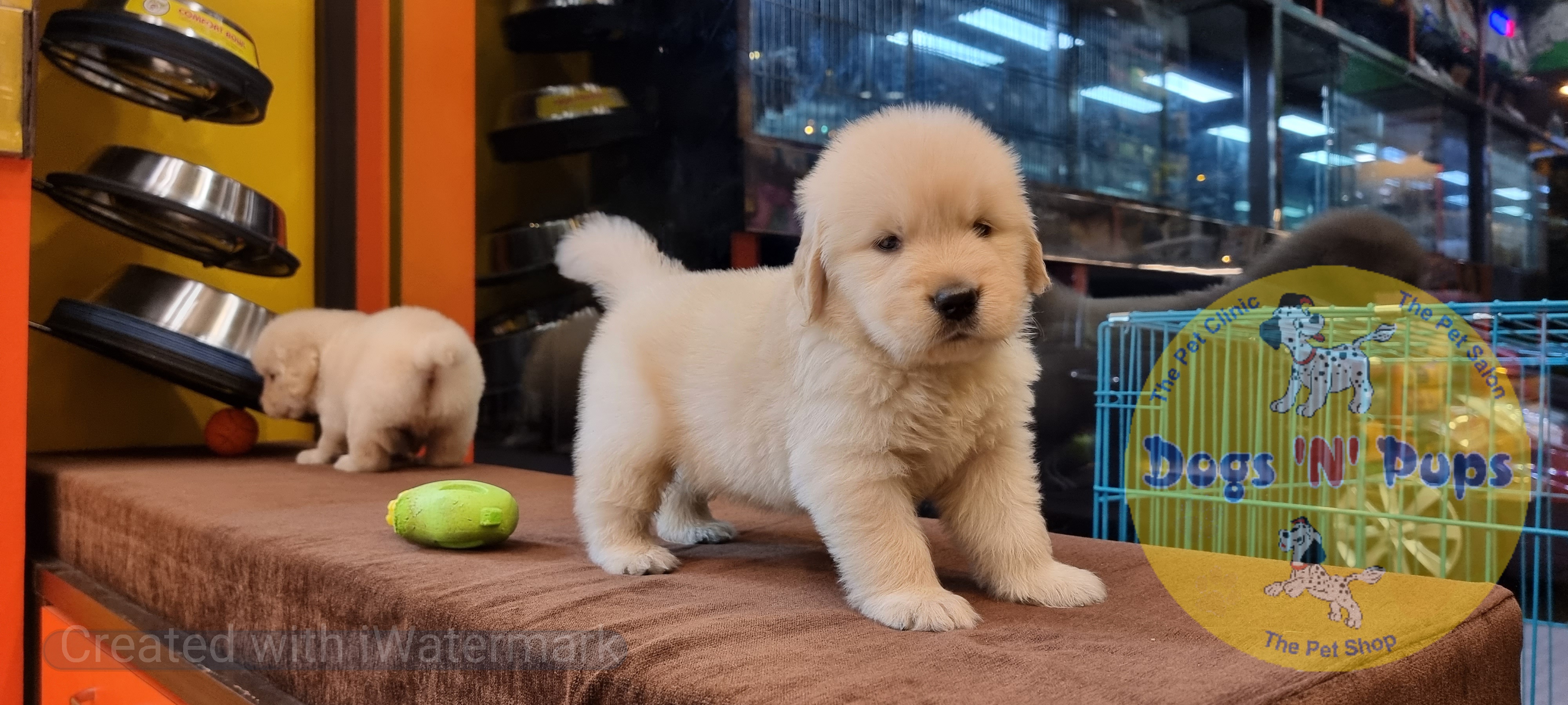 Golden retriever puppies  image 4