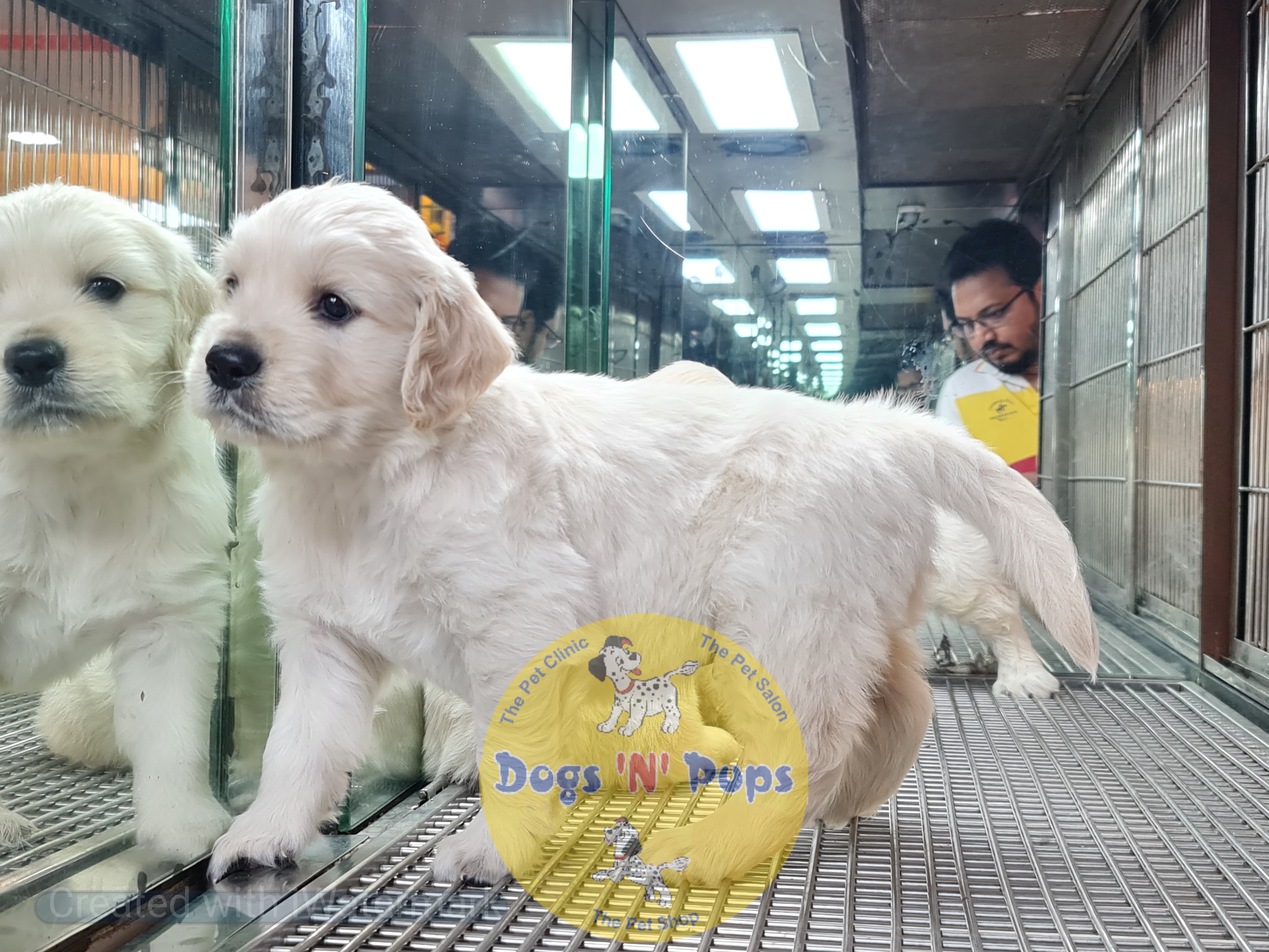 next dog posted image