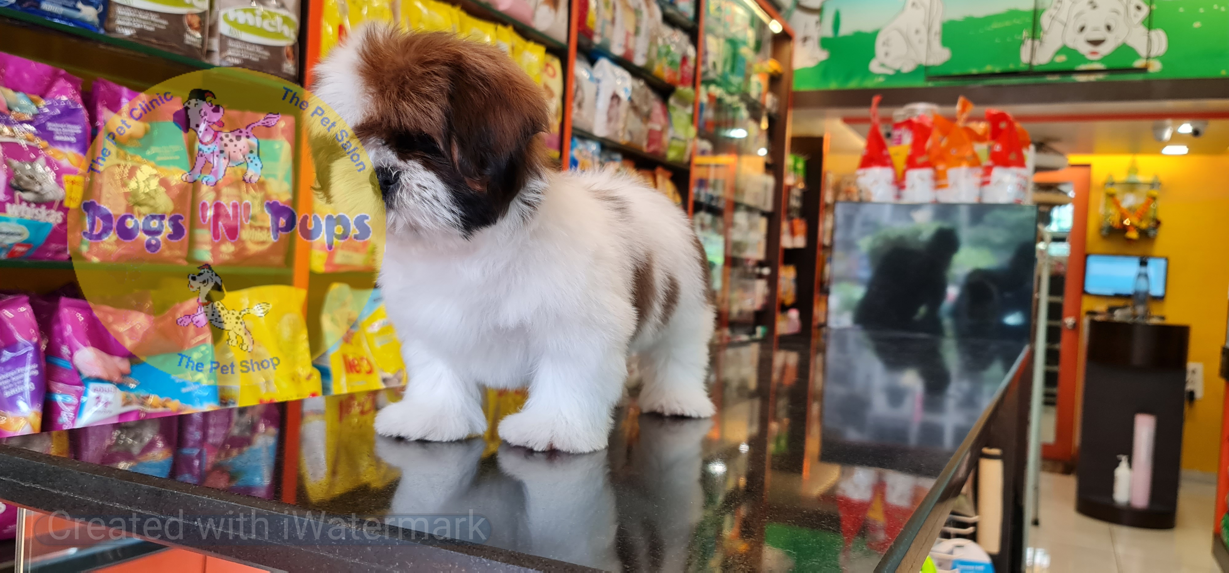 Shihtzu puppy image 14
