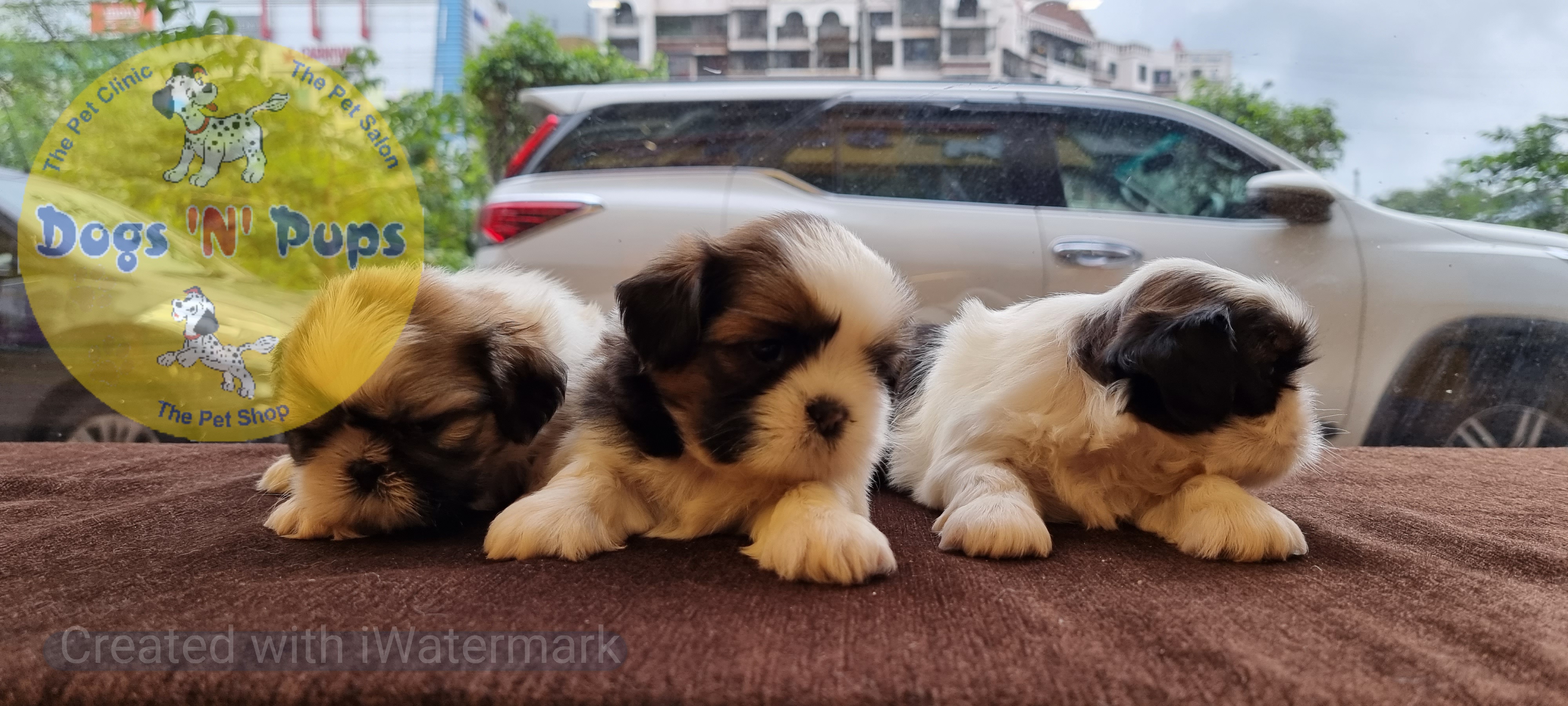 Shihtzu  image 6