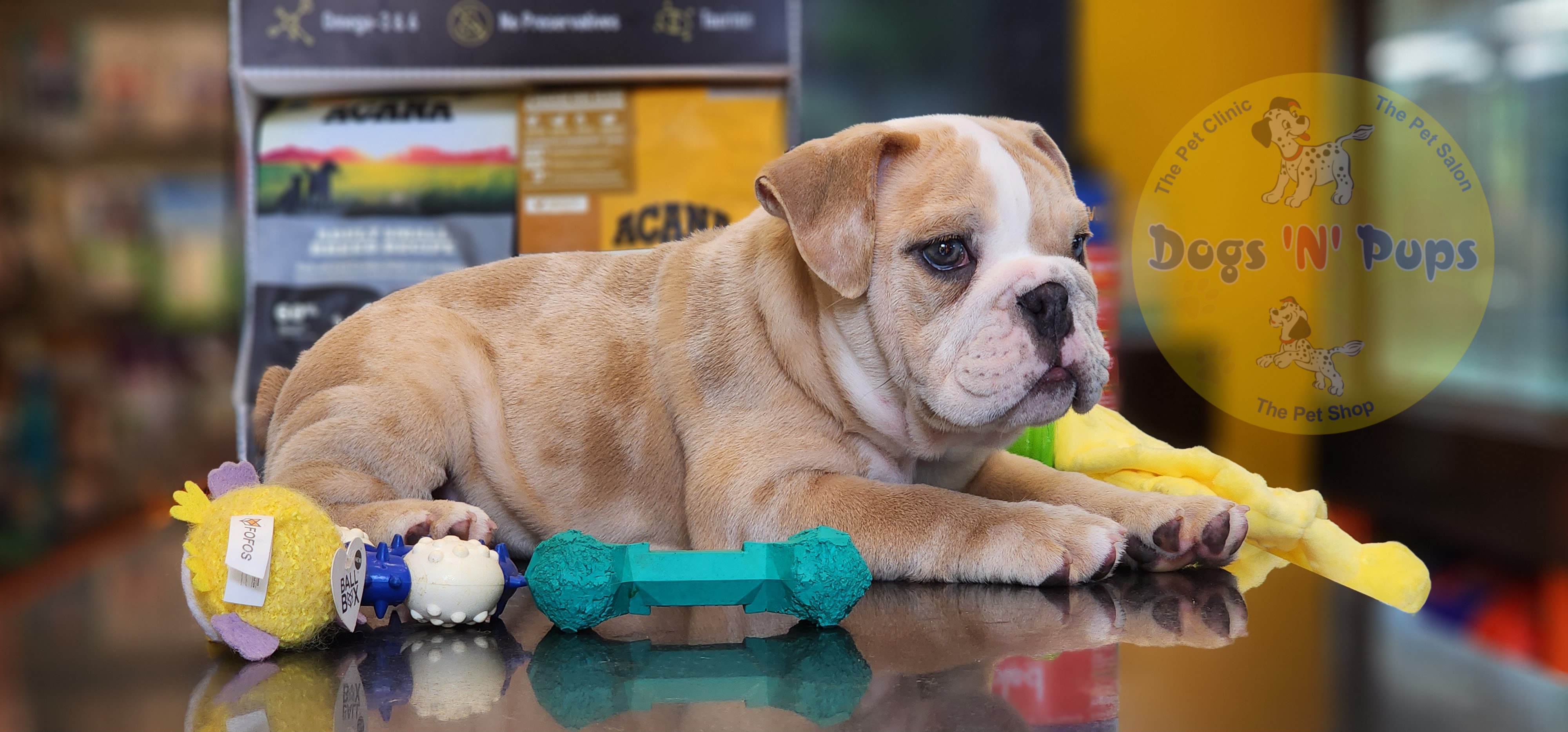 English Bulldog  image 6