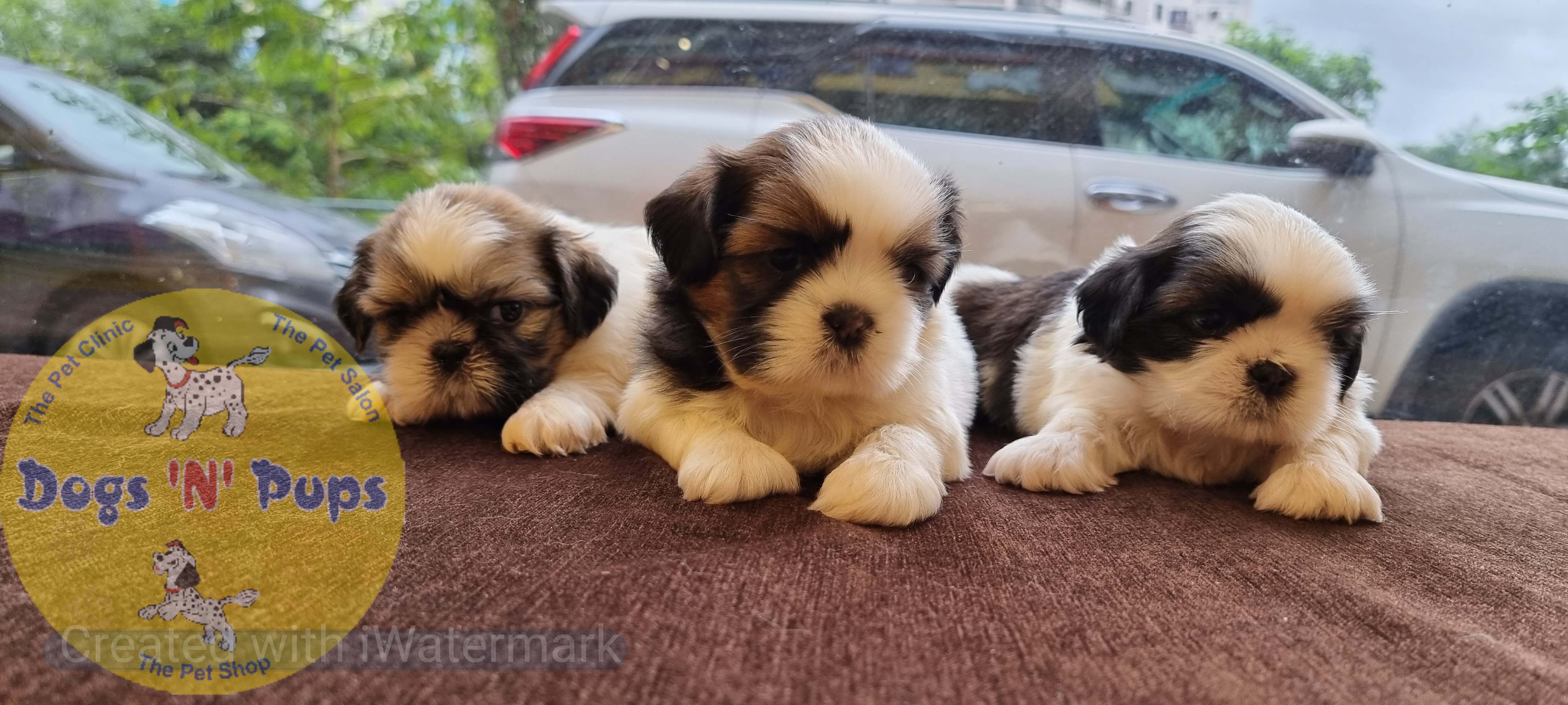 prev dog posted image