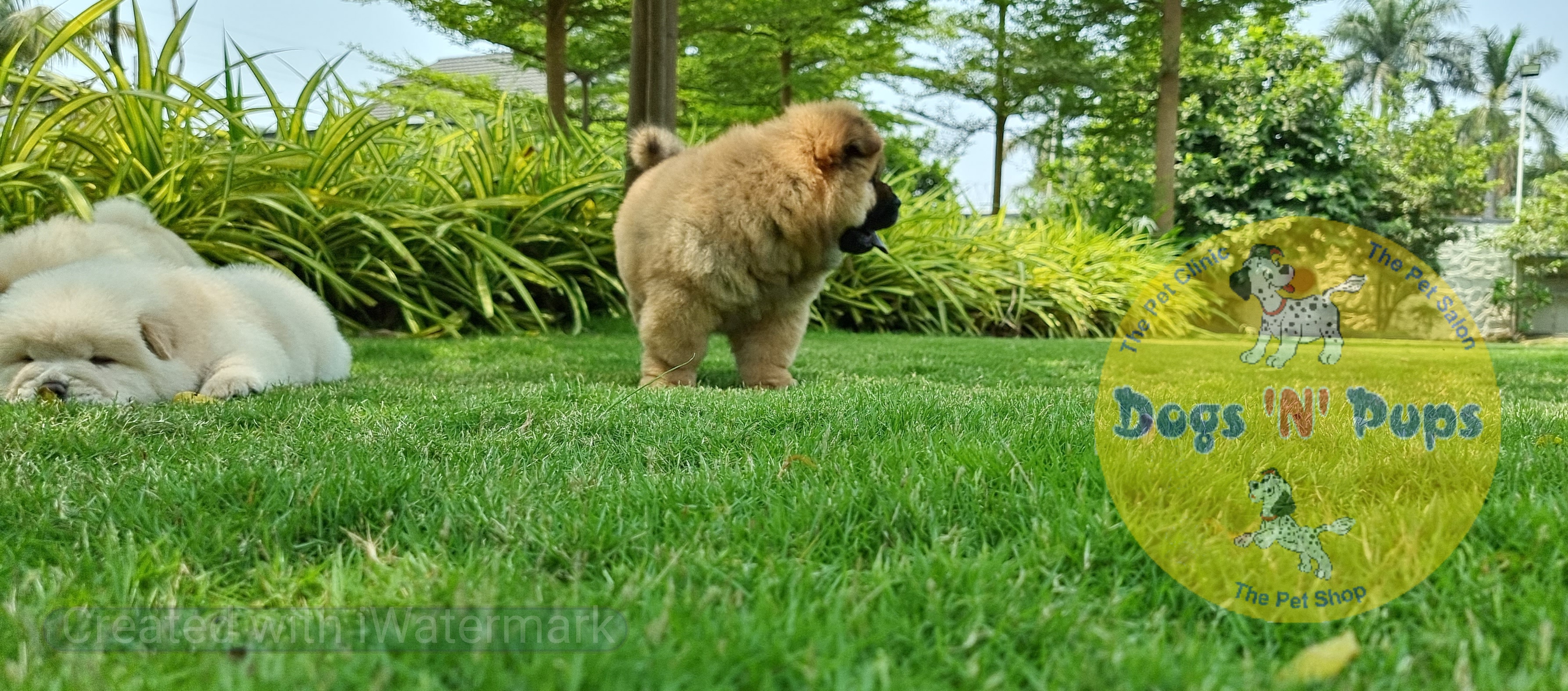 Chow Chow     image 7
