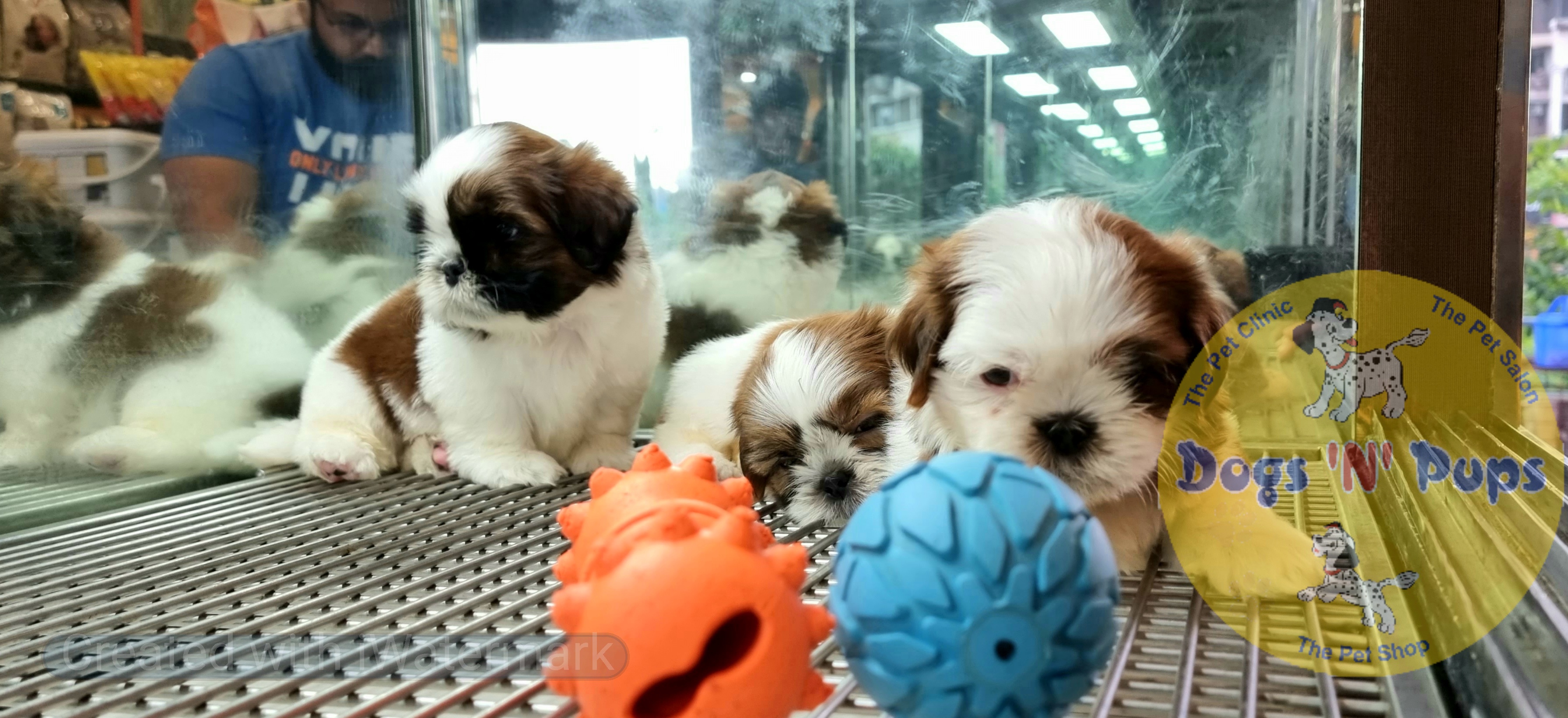 Shihtzu  image 3
