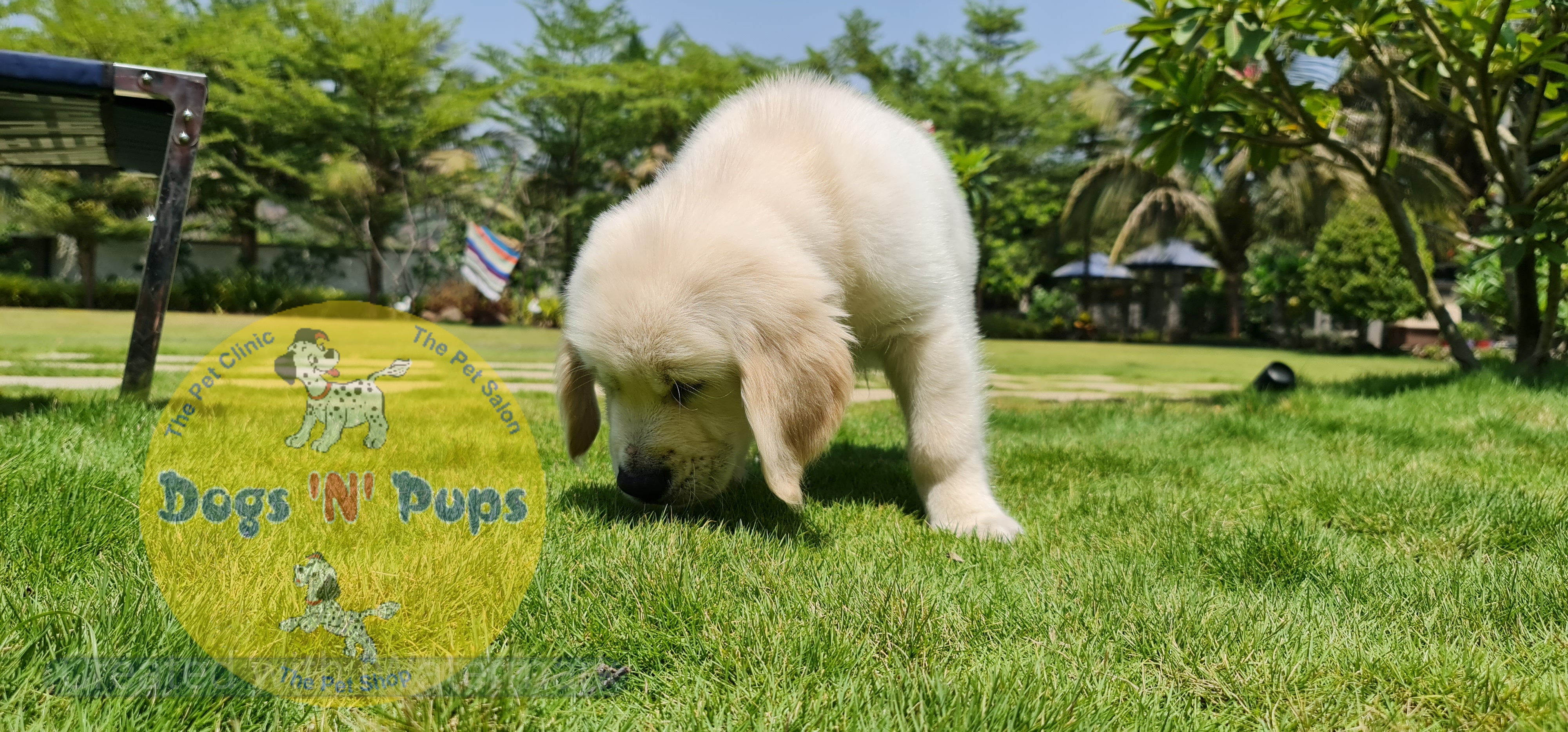 Golden retriever  image 2