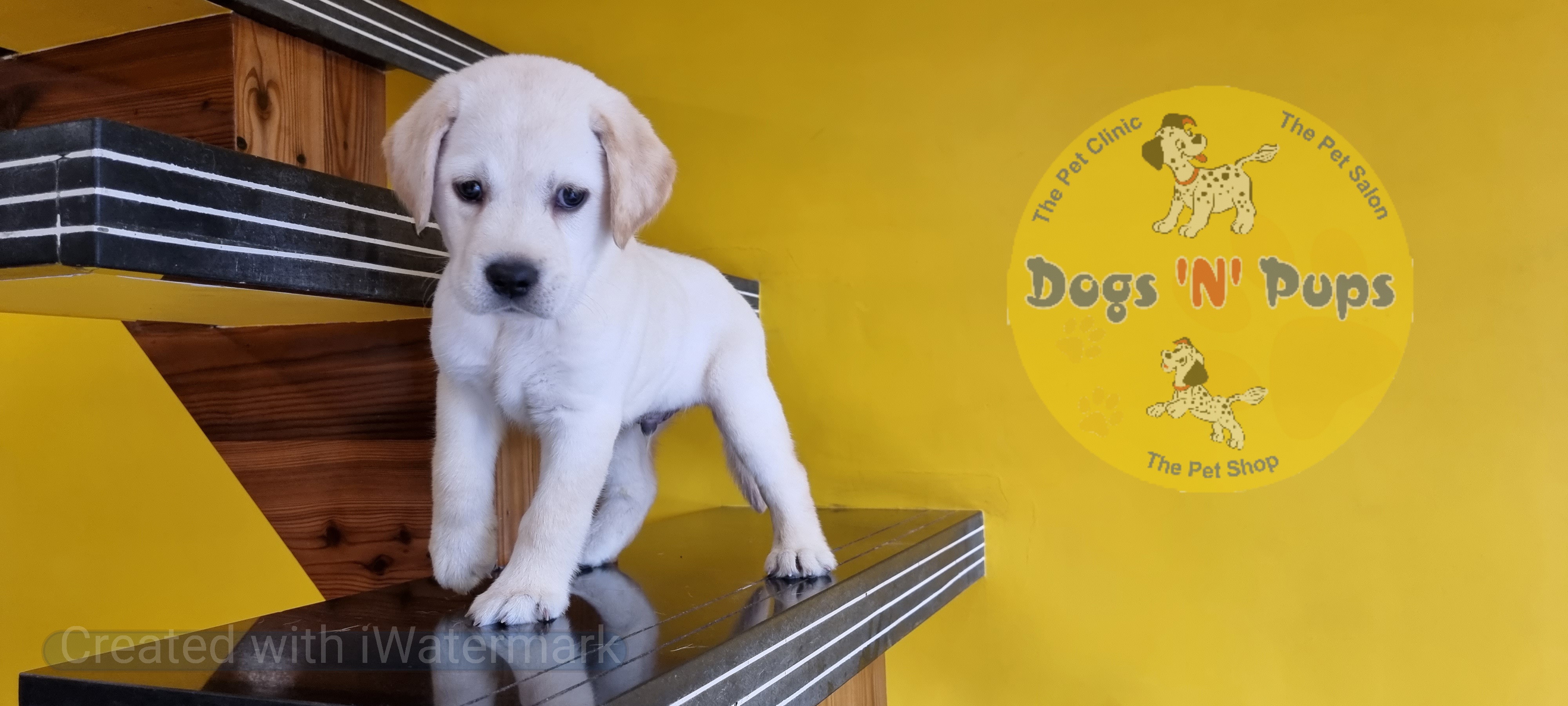 Labrador retriever  image 6