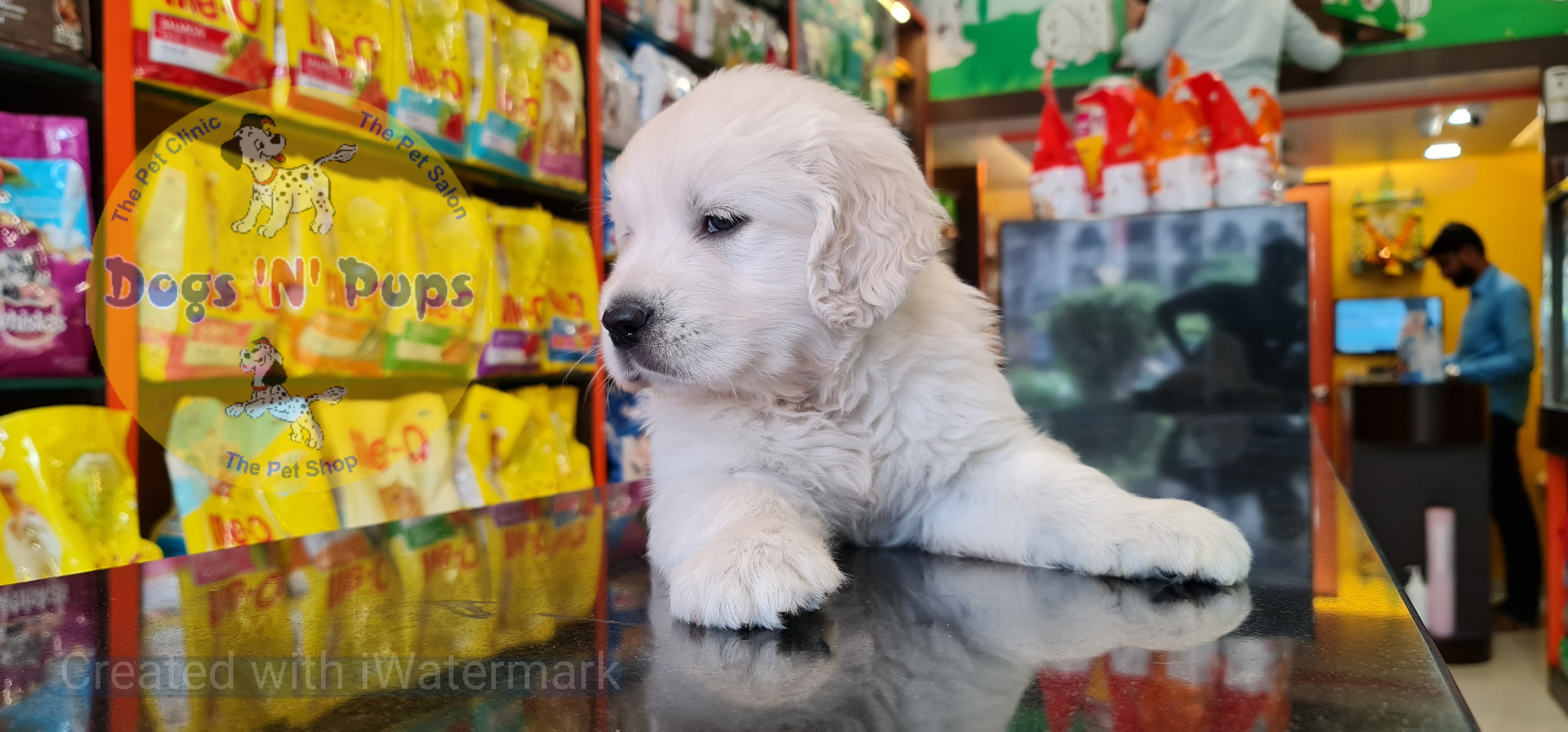 Golden retriever puppy  image 11