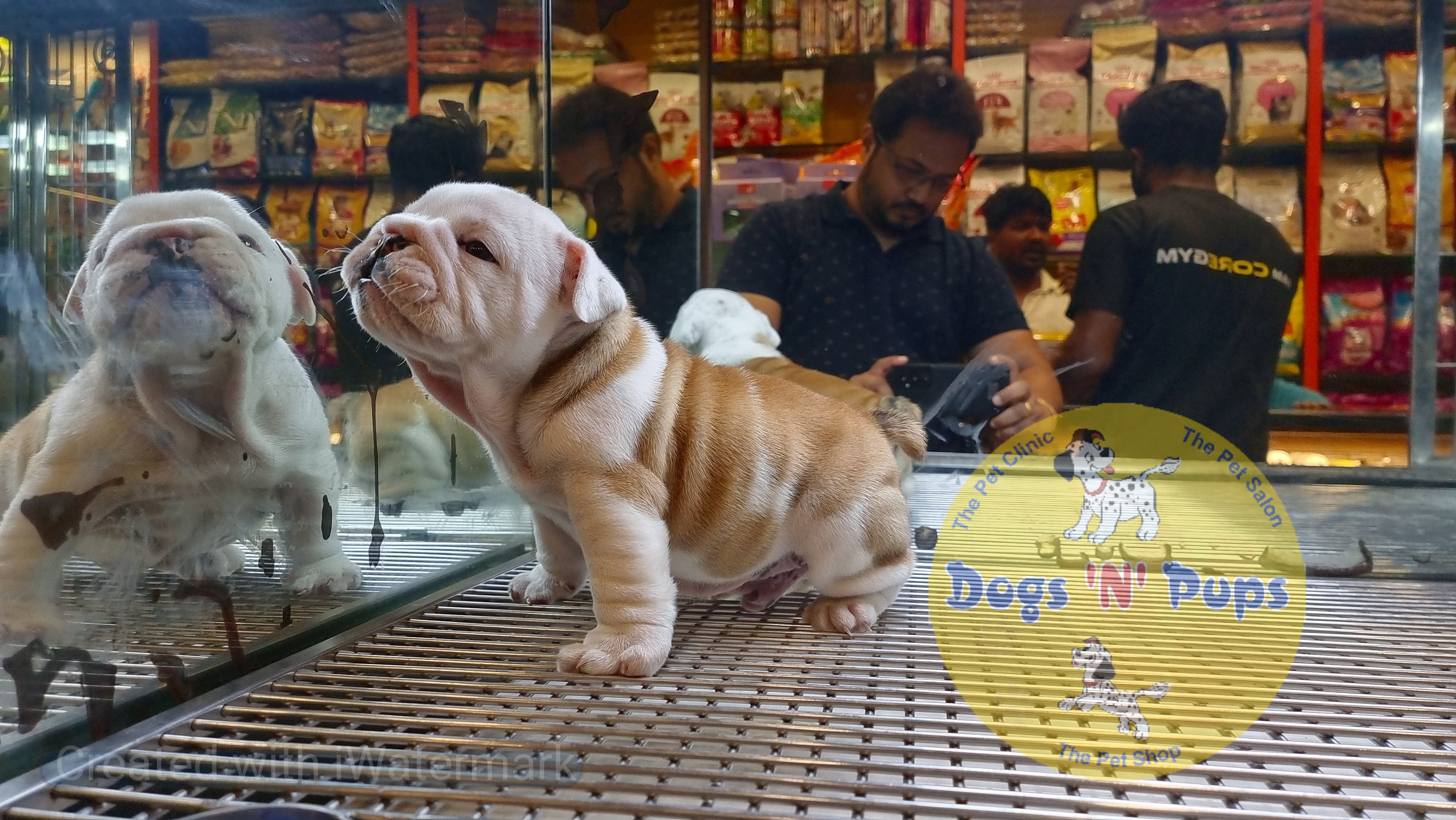 English Bulldog  image 4