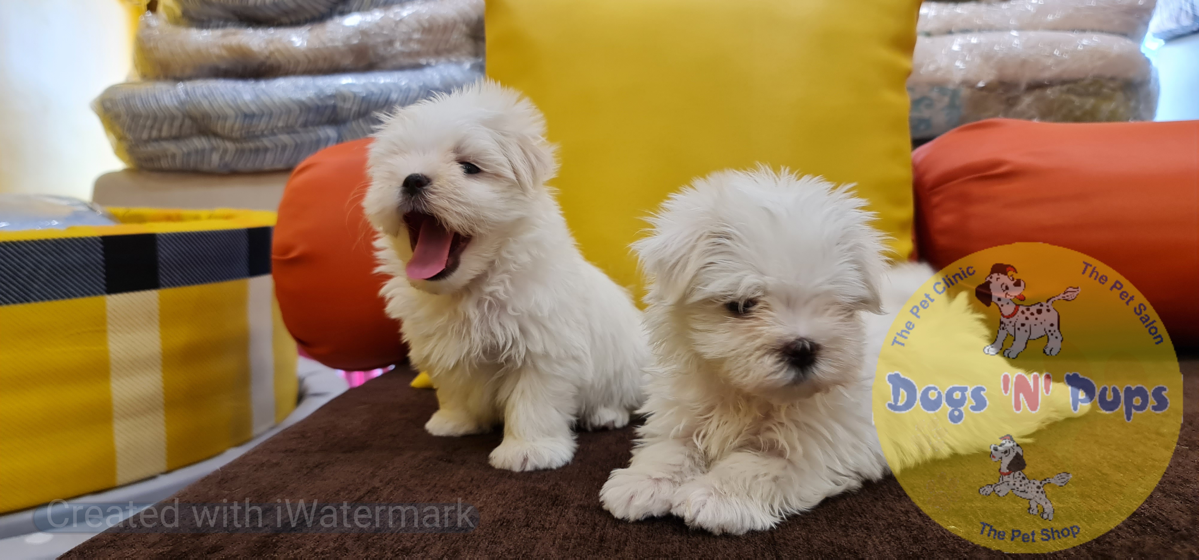Maltese puppies  image 4
