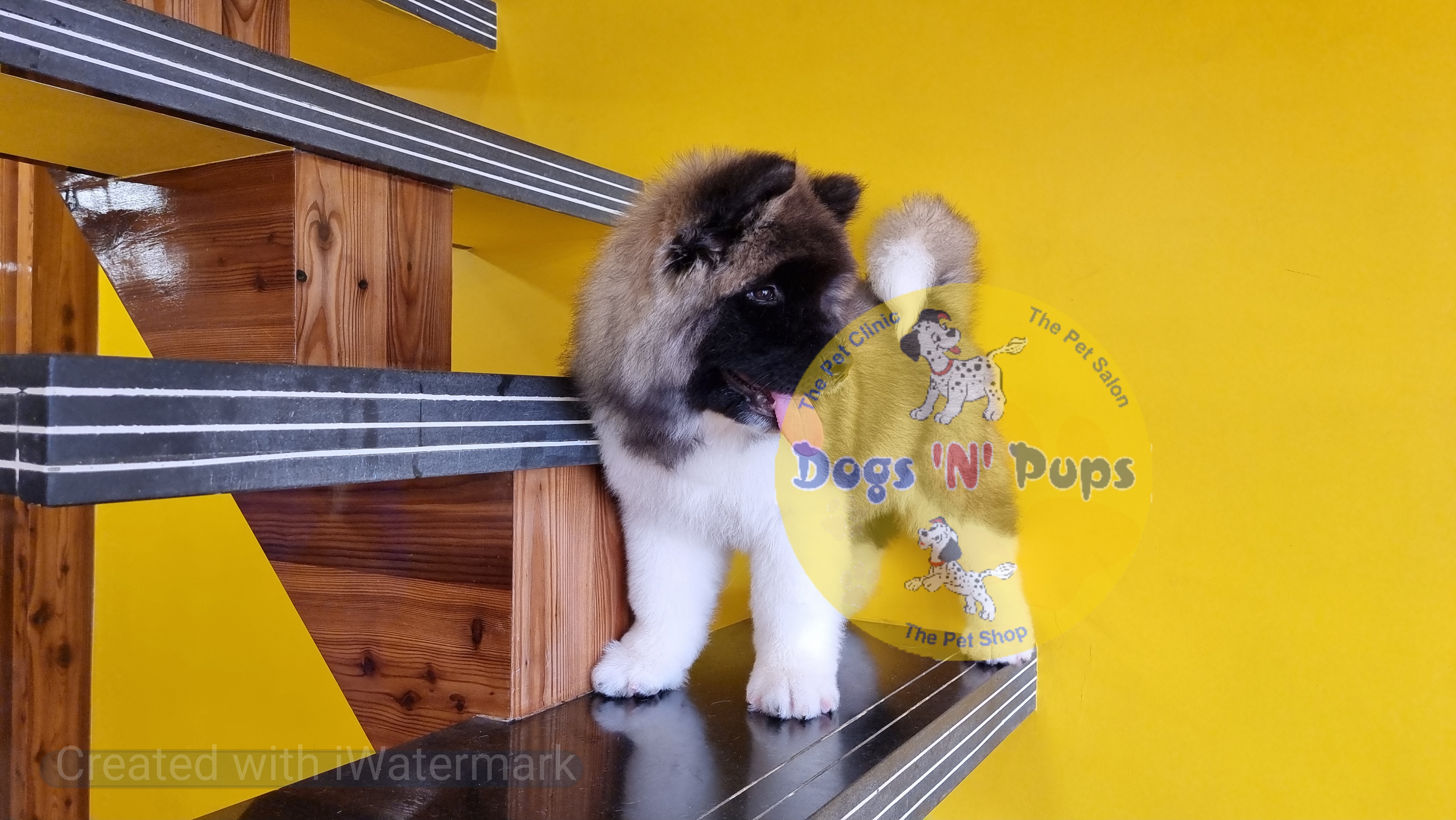 American Akita image 9