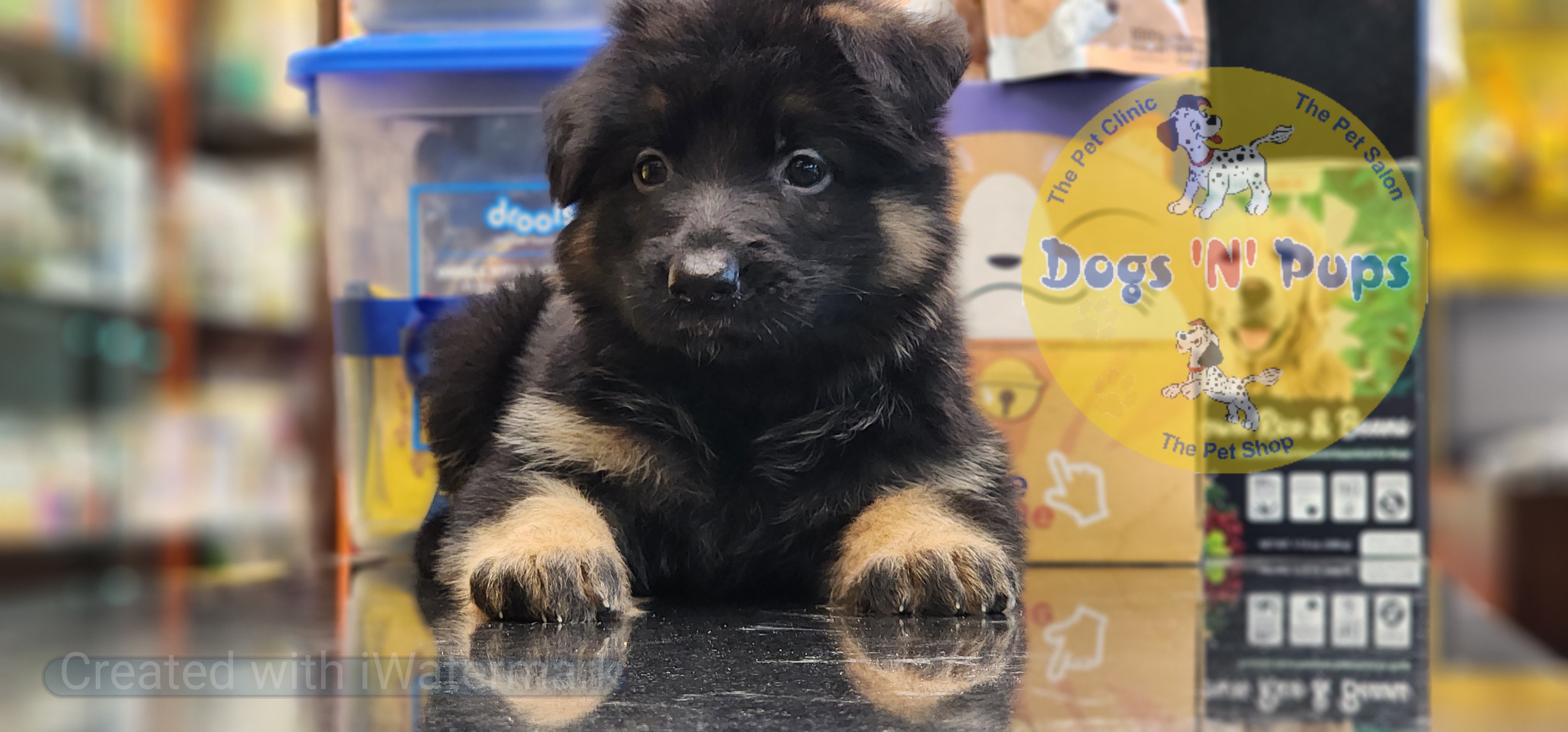 German shepherd  image 6