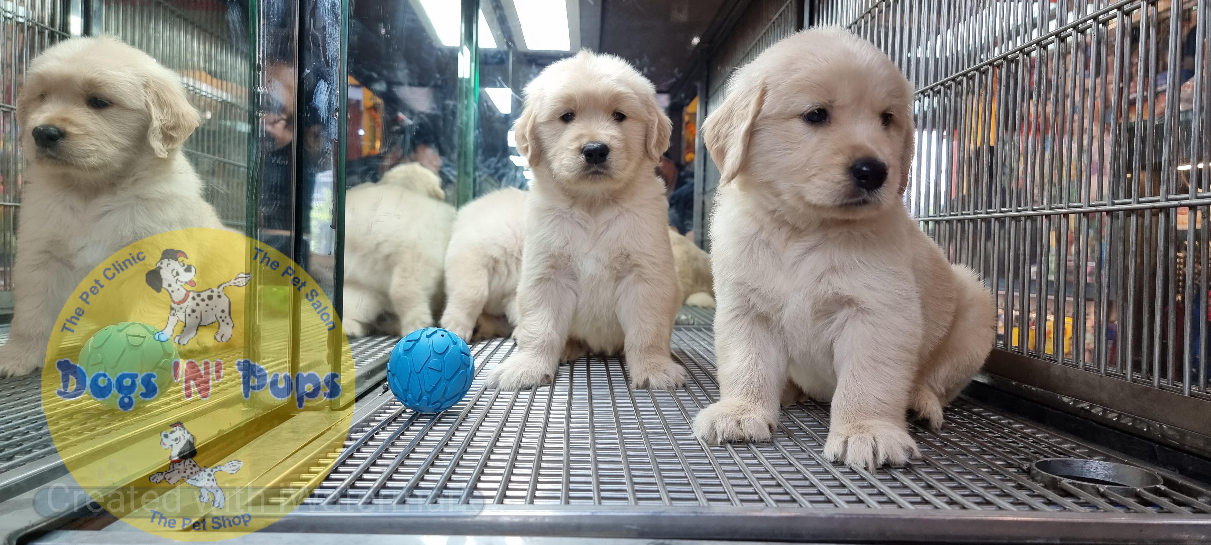 Golden retriever puppies  image 14