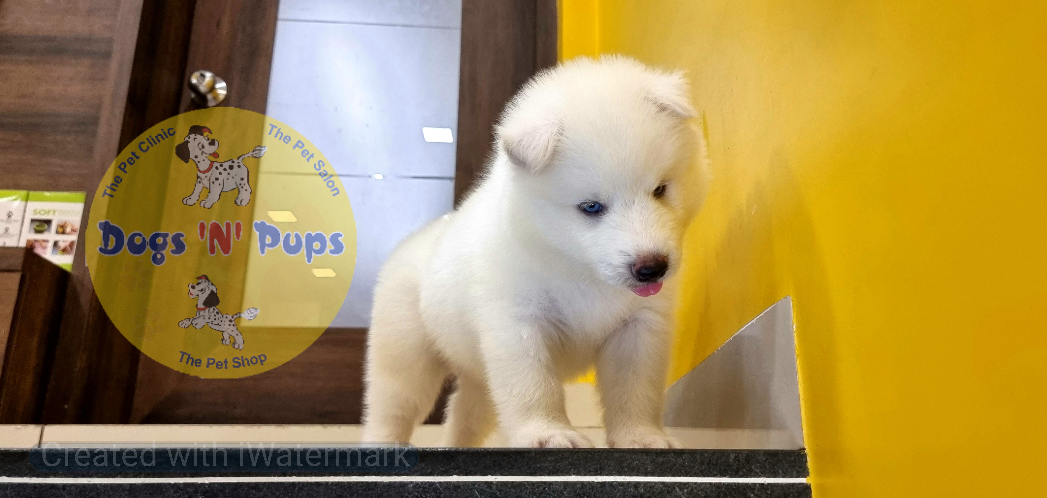 Siberian husky  image 10