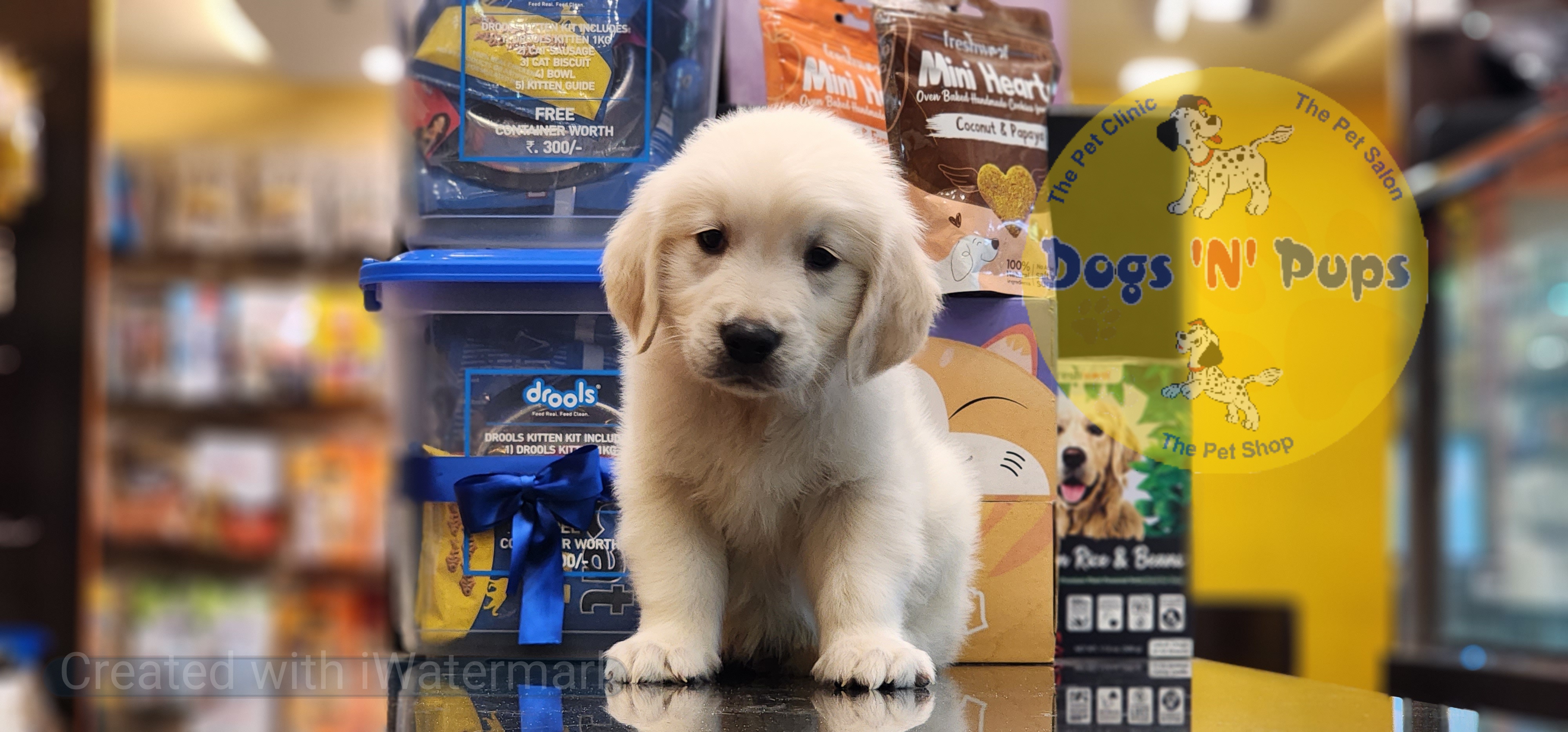 Golden retriever  image 3