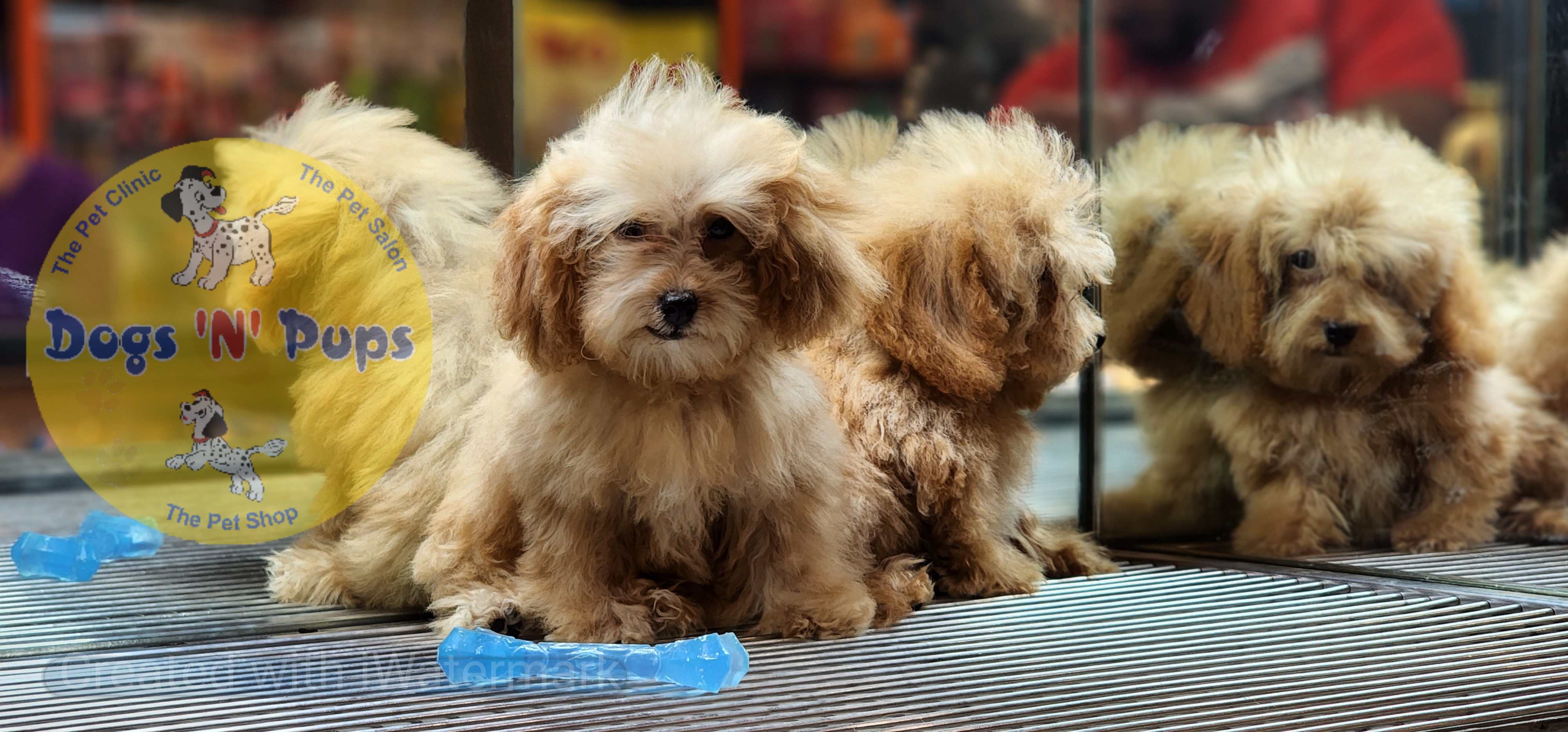 Poodle   Teacup image 6