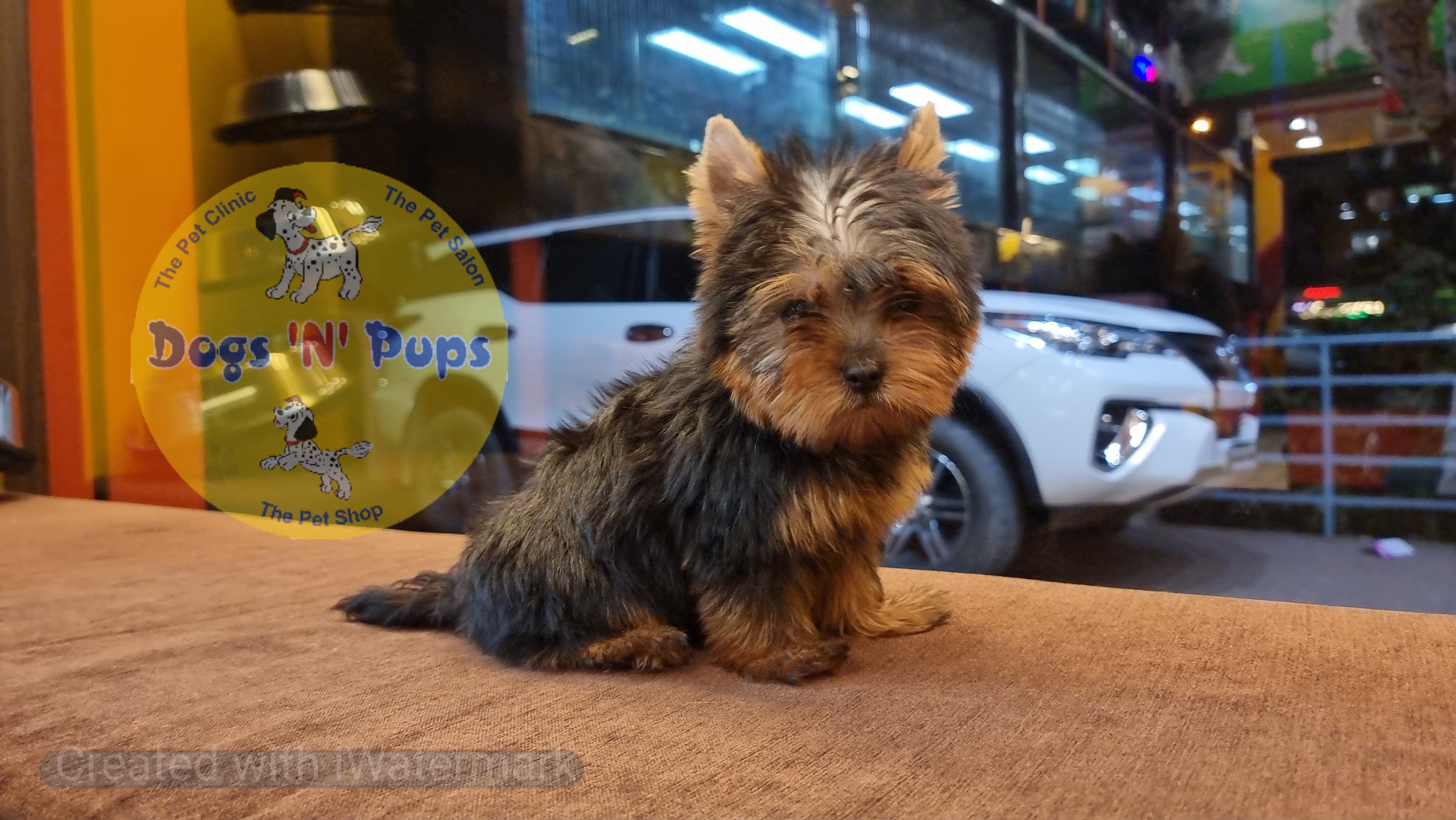 next dog posted image