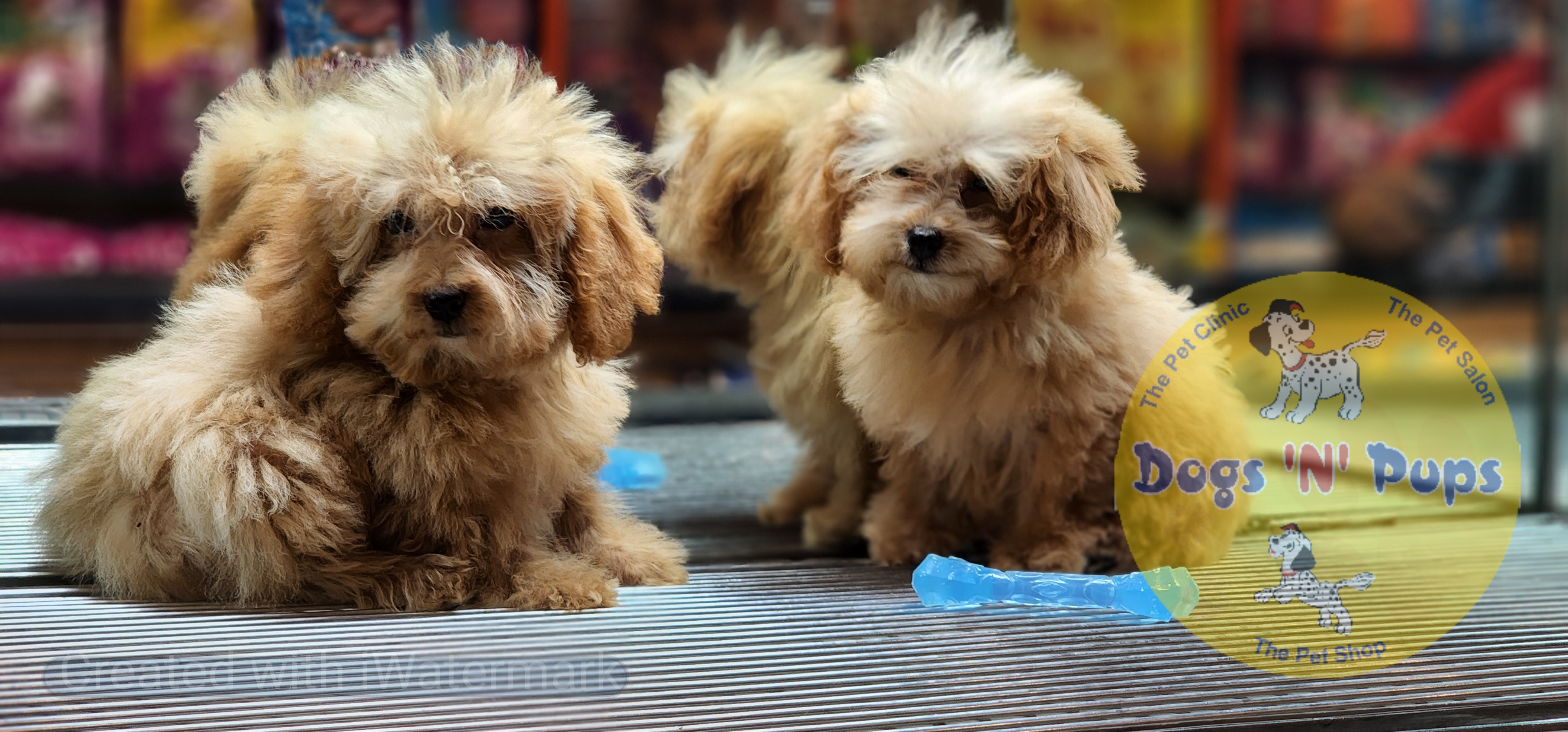 Poodle   Teacup image 4