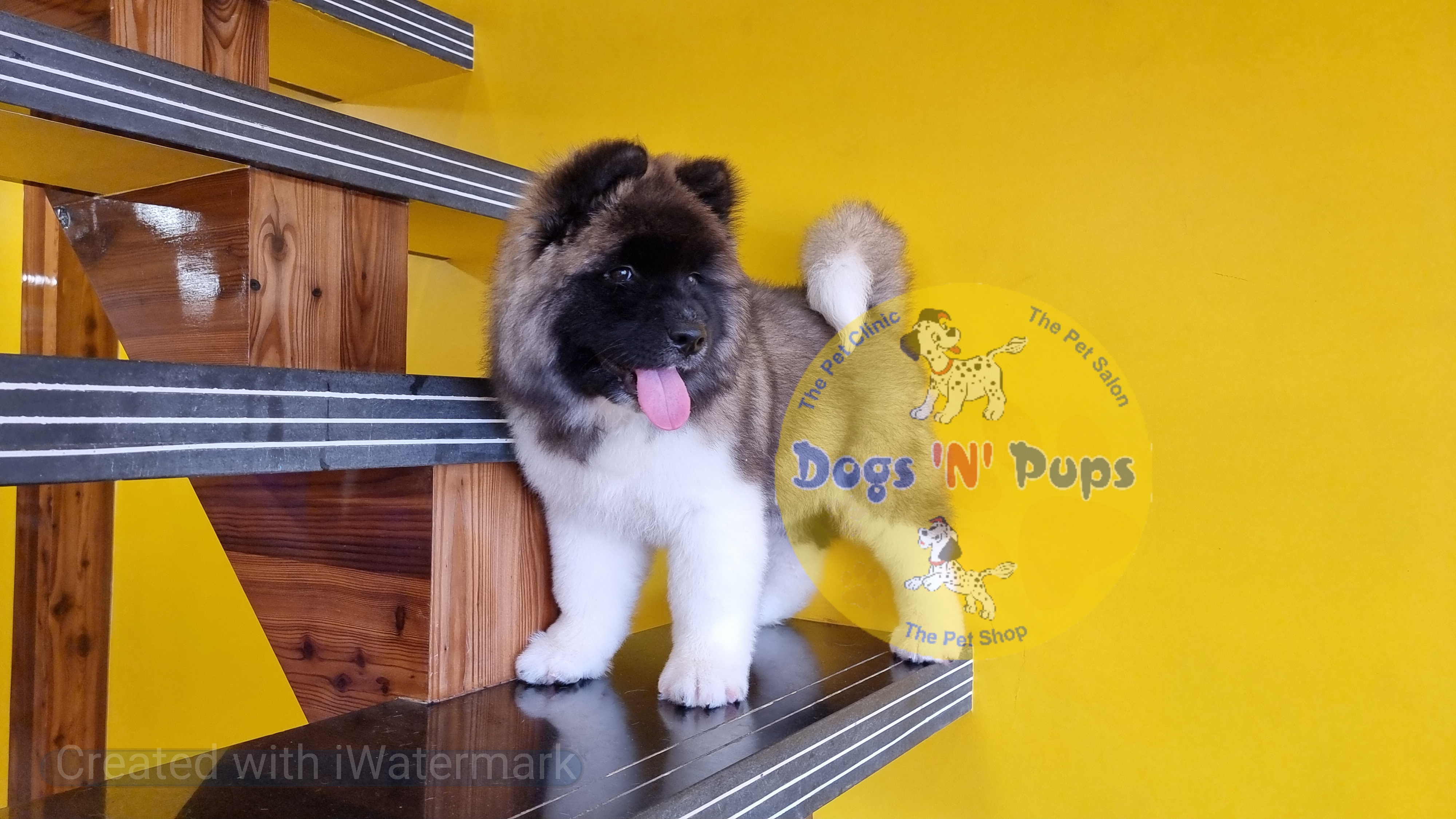 American Akita image 8