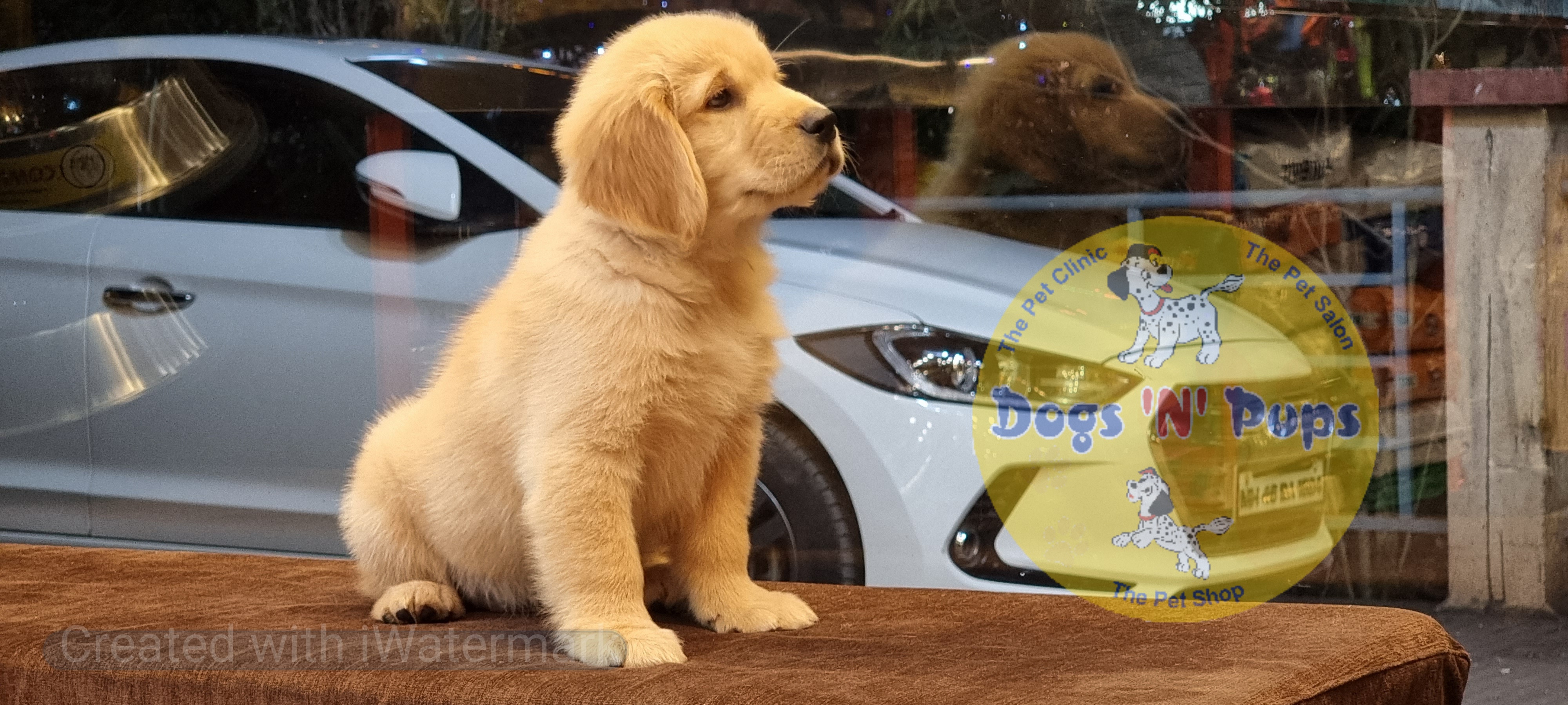 Golden retriever  image 2