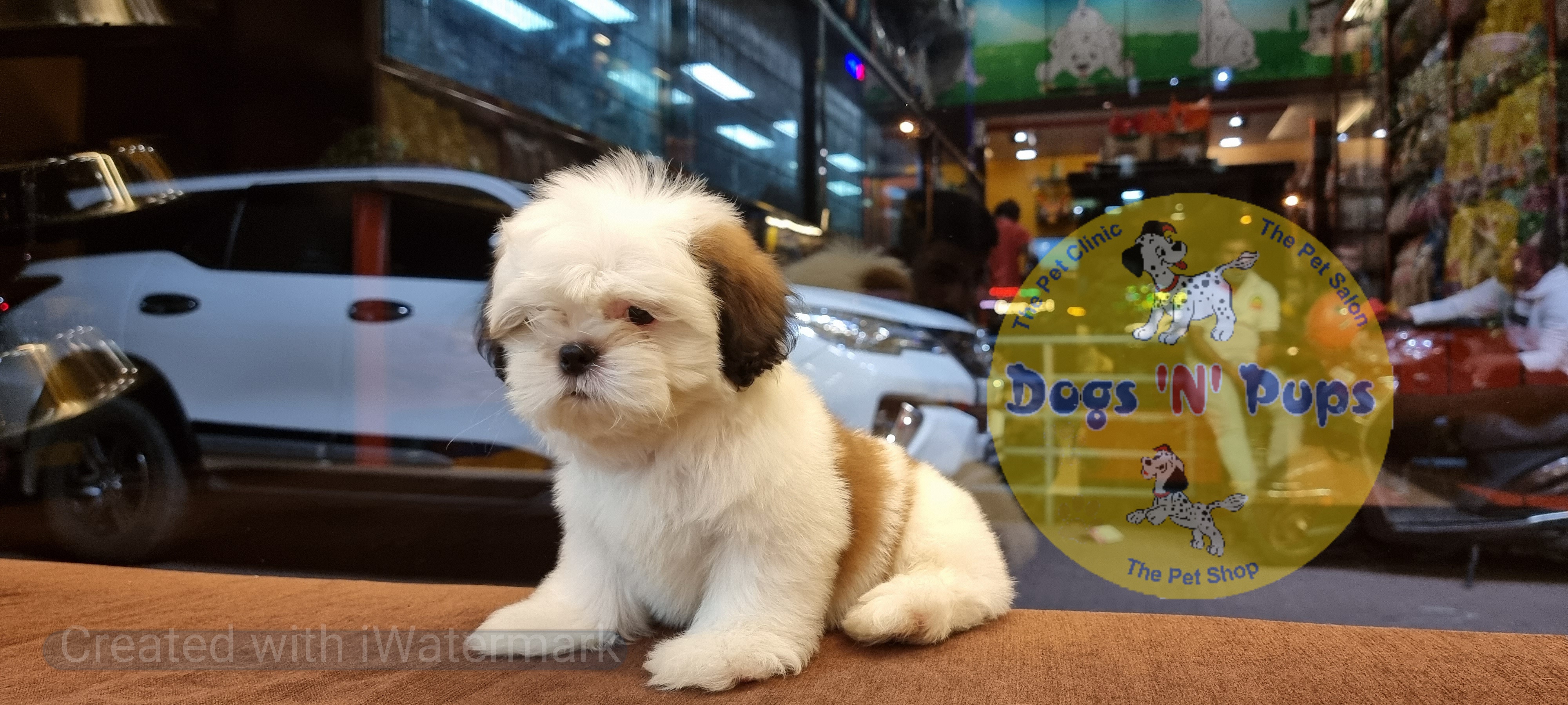 Shihtzu  image 4