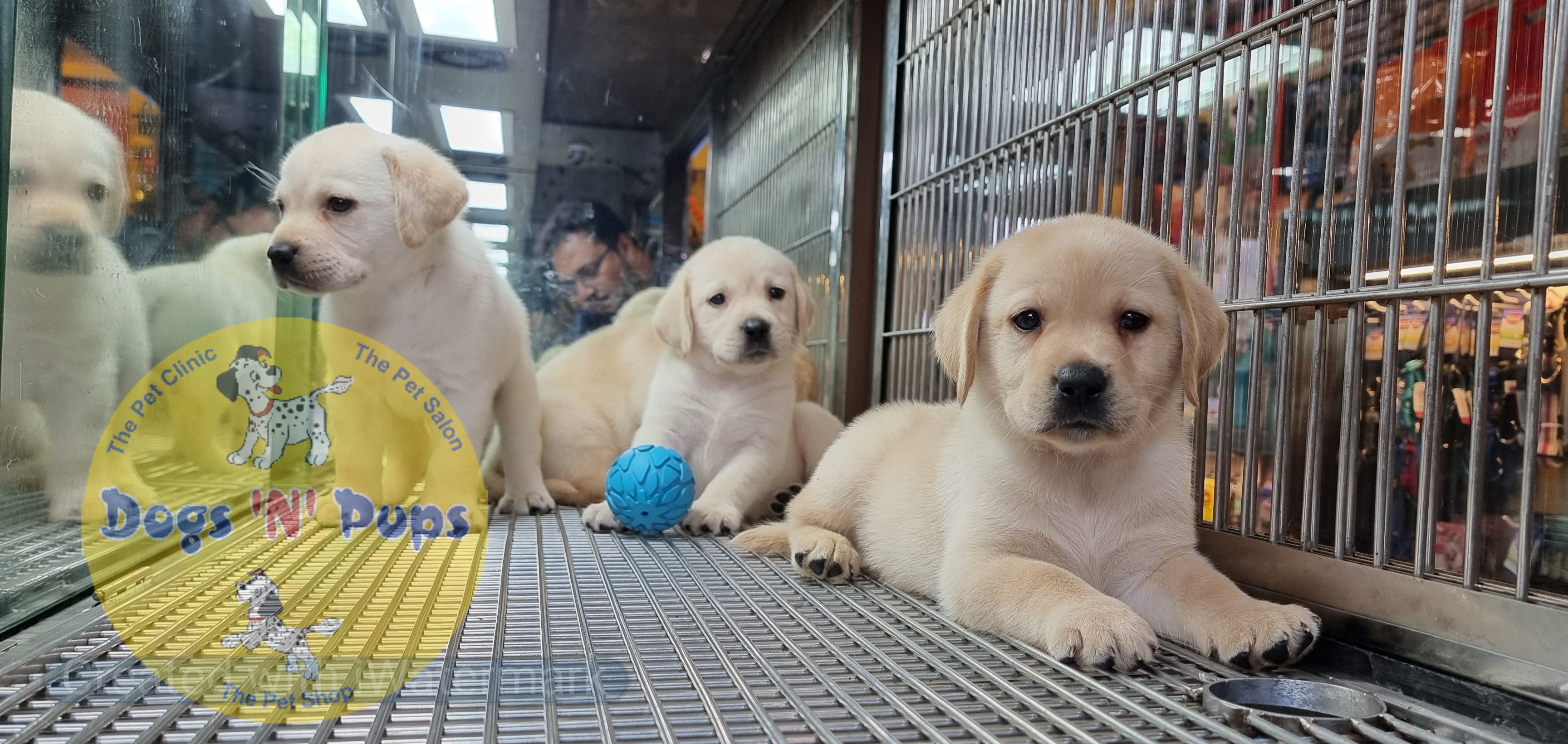 Labrador puppies  image 2