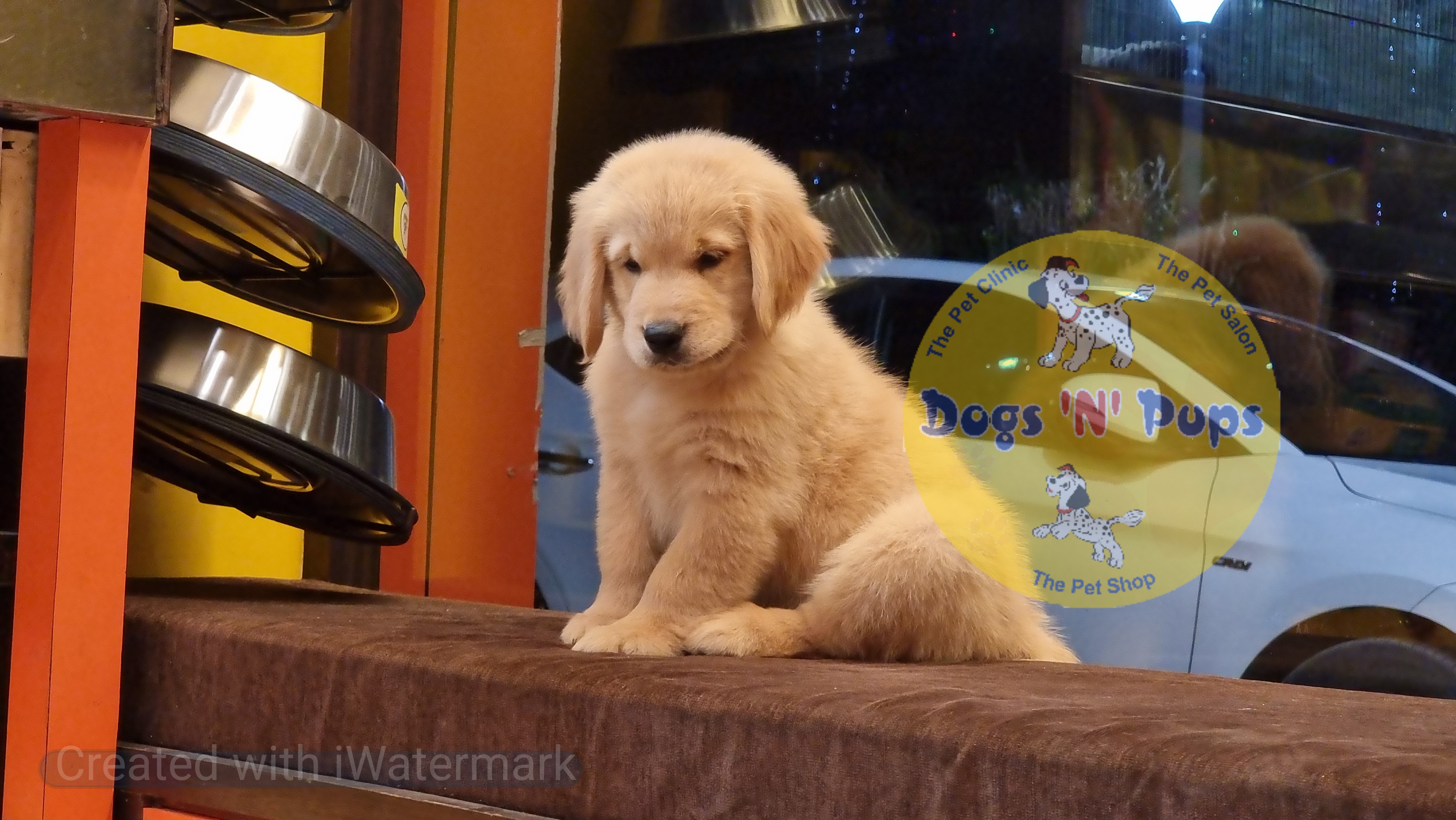 Golden retriever  image 3